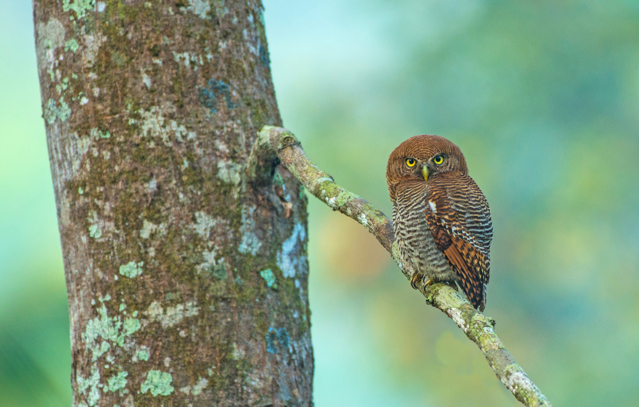Nikon AF-S Nikkor 200-500mm F5.6E ED VR sample photo. Jungle owlet photography