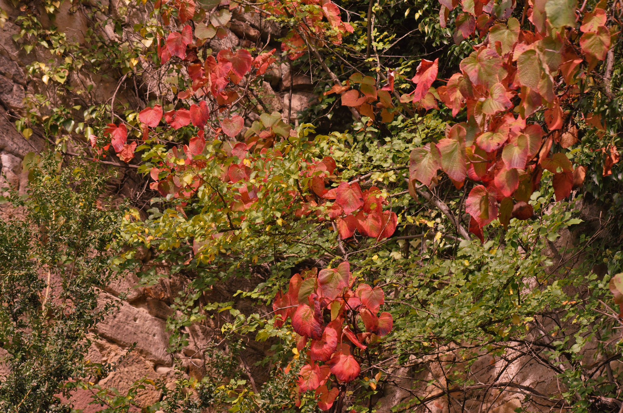 Sigma 70-300mm F4-5.6 APO Macro Super II sample photo. Indian summer photography