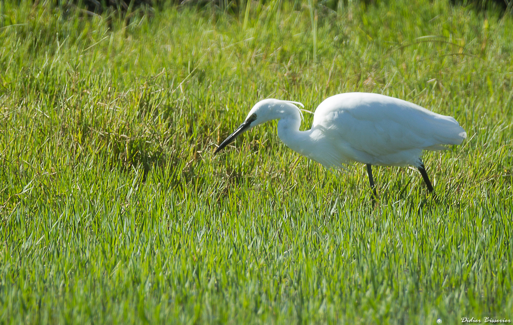 Canon EOS 550D (EOS Rebel T2i / EOS Kiss X4) + Canon EF 70-200mm F2.8L IS II USM sample photo. White heron photography