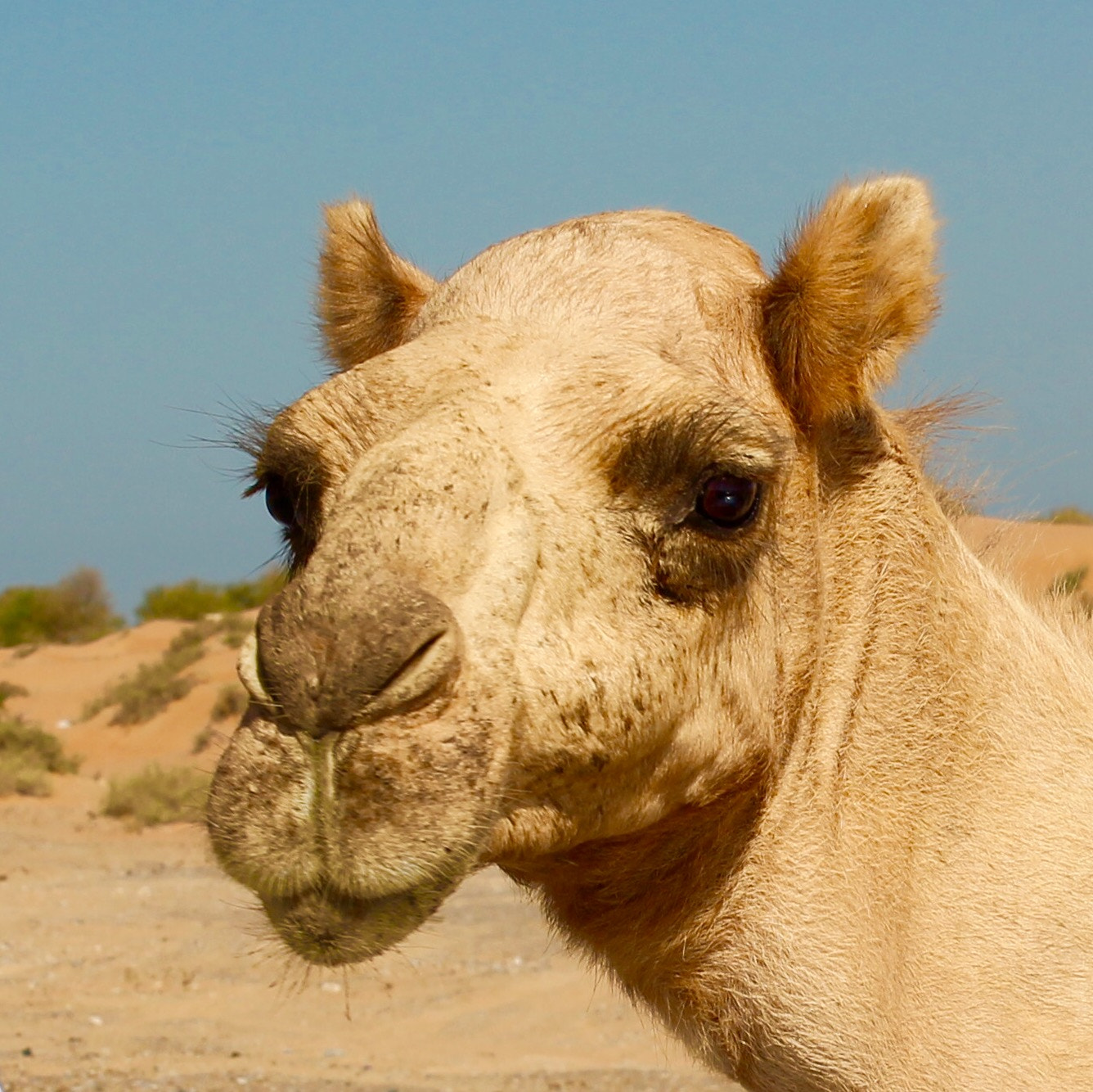 Canon EF-S 18-55mm F3.5-5.6 III sample photo. Why the long face ? mmm just got the hump !!! photography