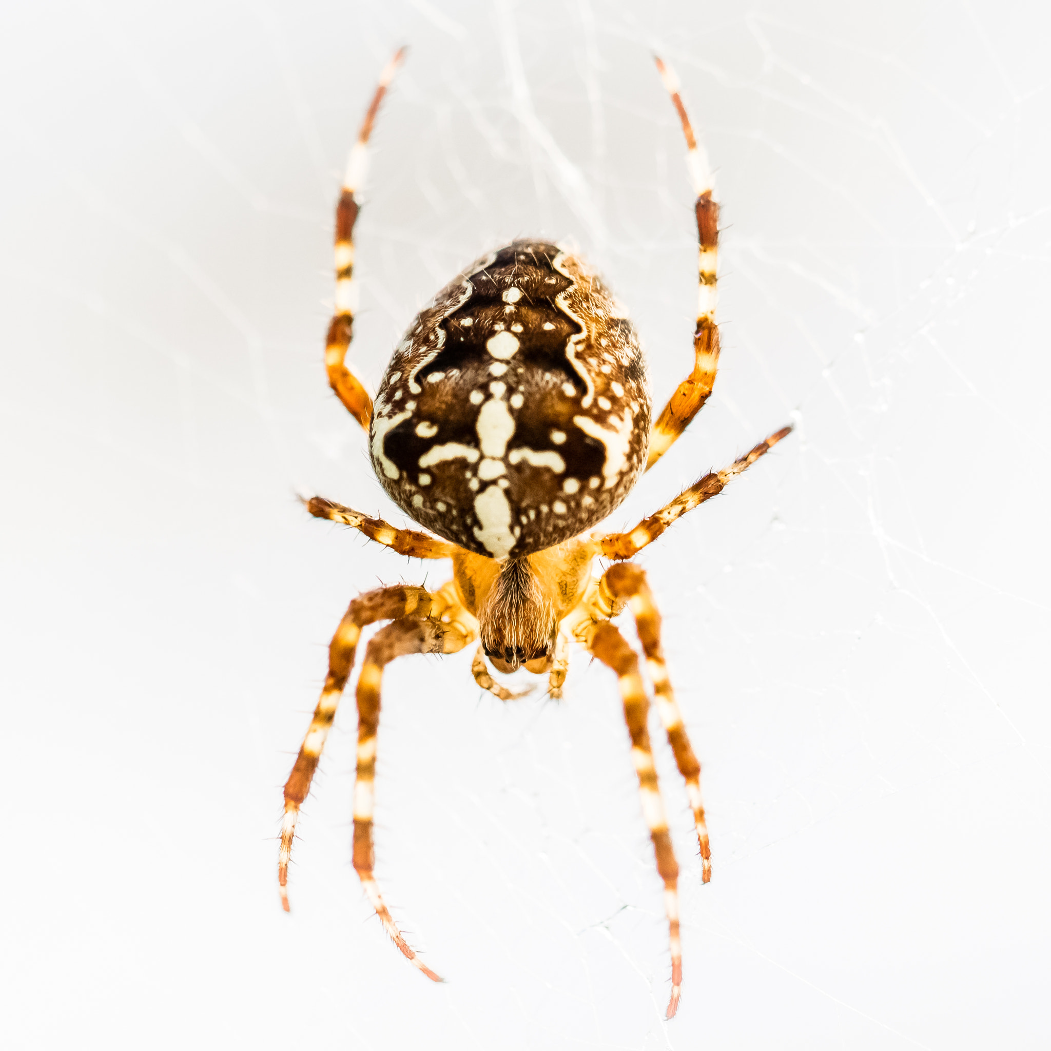 Canon EOS M3 + Canon EF 100mm F2.8L Macro IS USM sample photo. Araneus diadematus photography