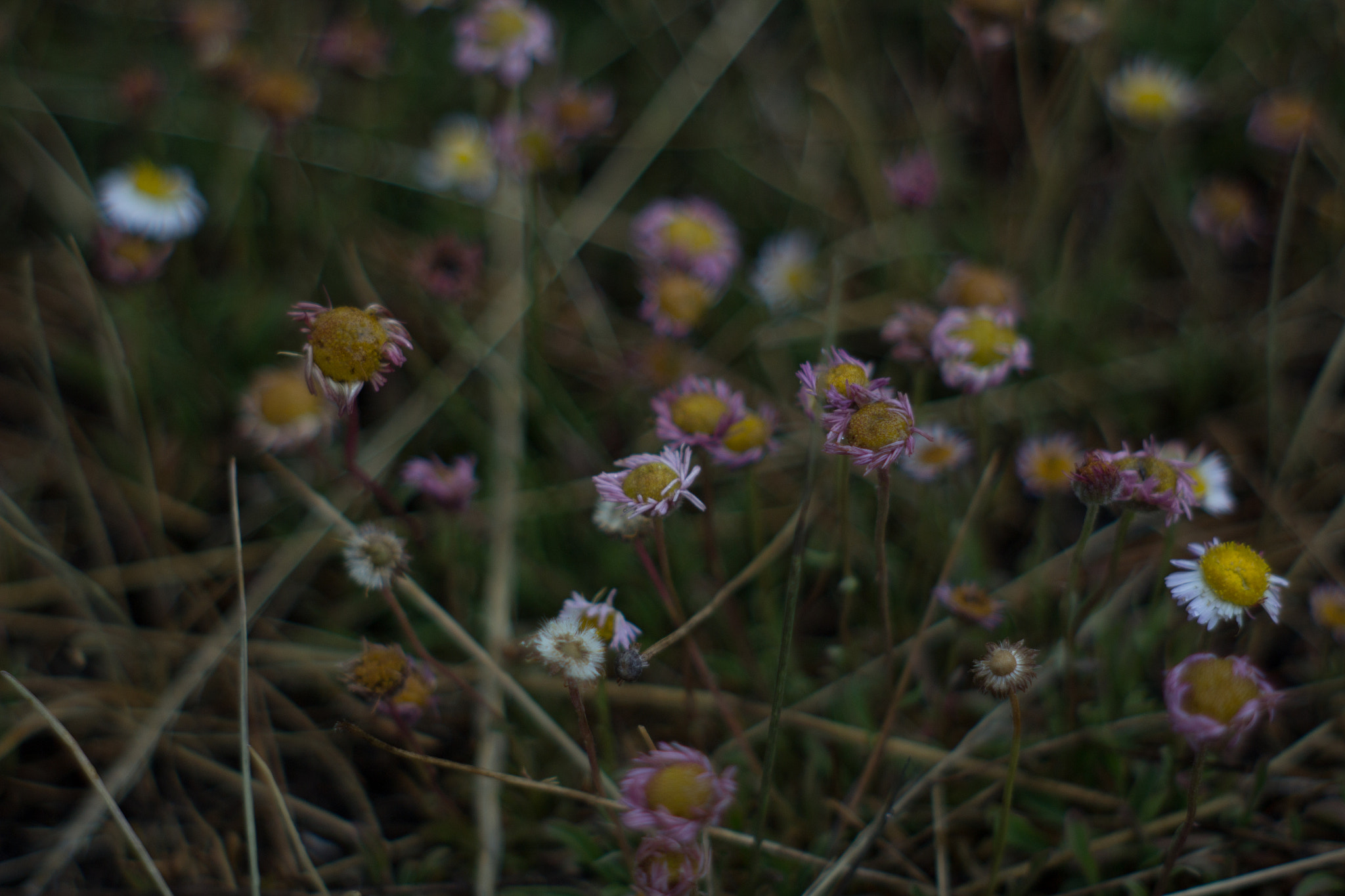 Canon EF 35-80mm f/4-5.6 sample photo. Flowers photography