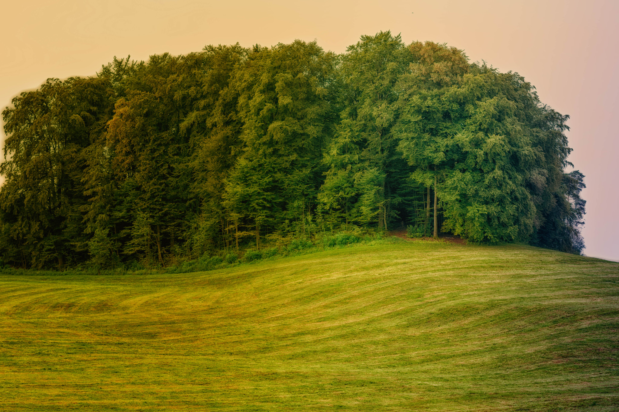 Nikon D3X + Nikon AF-S Nikkor 58mm F1.4G sample photo. Ghost forrest - graveyard of lost souls photography