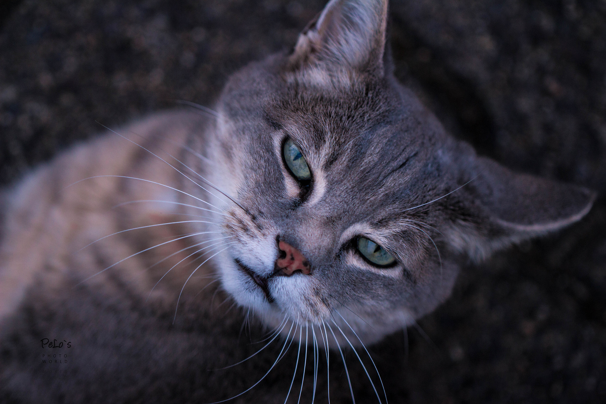 Canon EOS 700D (EOS Rebel T5i / EOS Kiss X7i) + Canon EF 100mm F2.8L Macro IS USM sample photo. Gordi photography