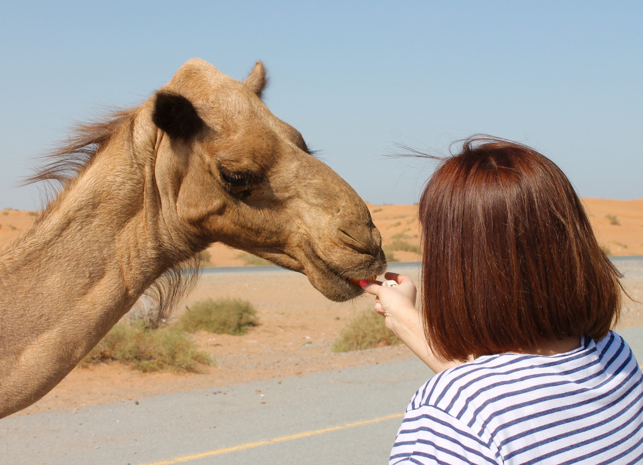 Canon EOS 1100D (EOS Rebel T3 / EOS Kiss X50) + Canon EF-S 18-55mm F3.5-5.6 III sample photo. These beautiful arabian camels were a joy to encounter in rak uae photography