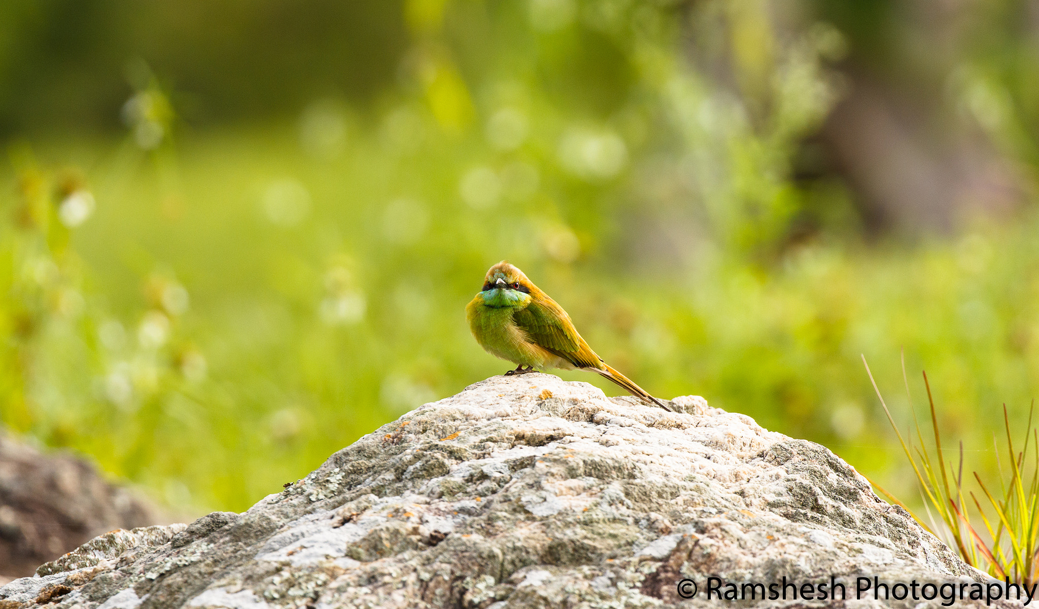 Canon EOS 60D + Canon EF 100-400mm F4.5-5.6L IS II USM sample photo. Bandipur | green bee eater photography