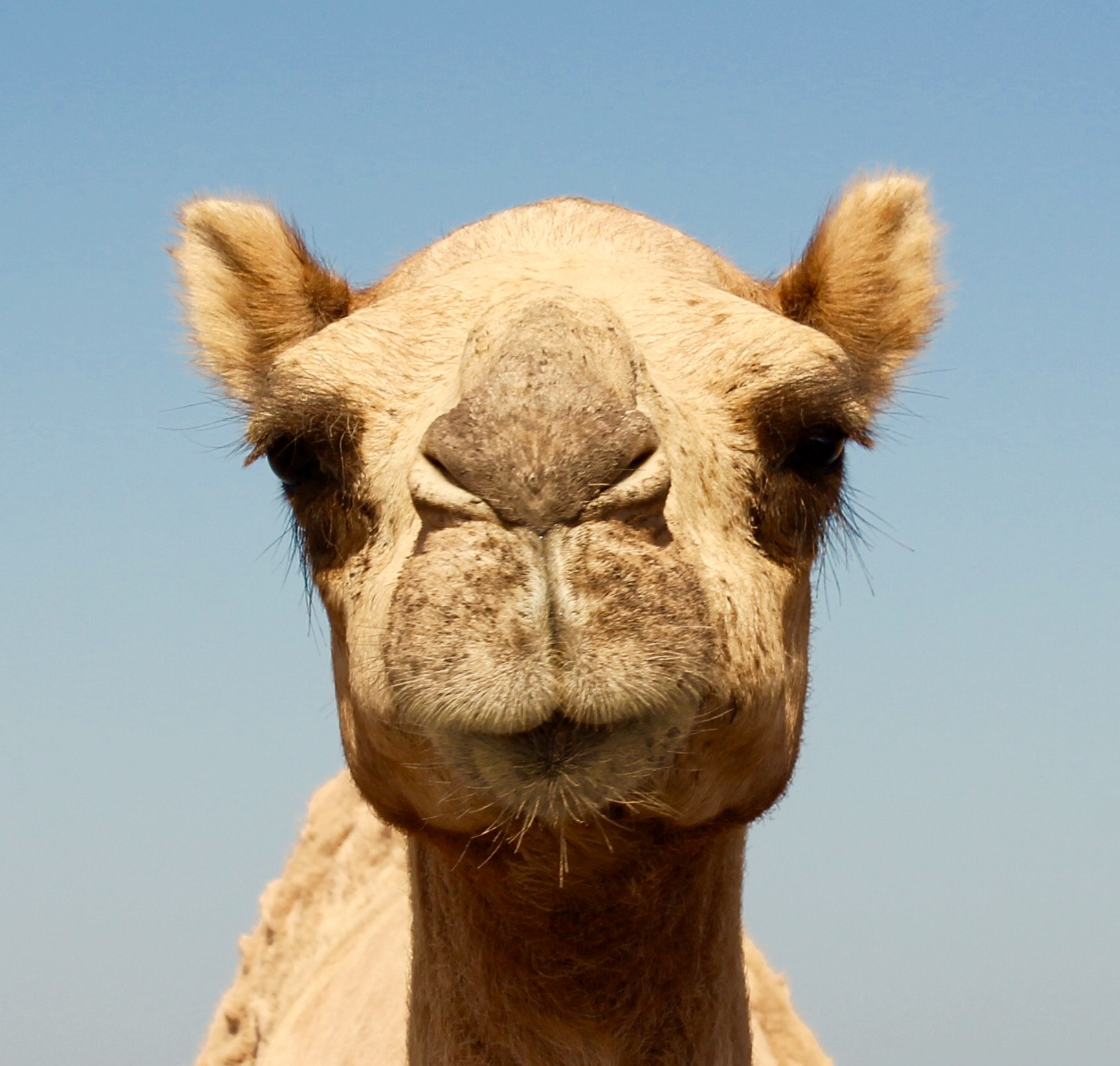 Canon EF-S 18-55mm F3.5-5.6 III sample photo. Hey wise guy - are you looking at me !!!! photography