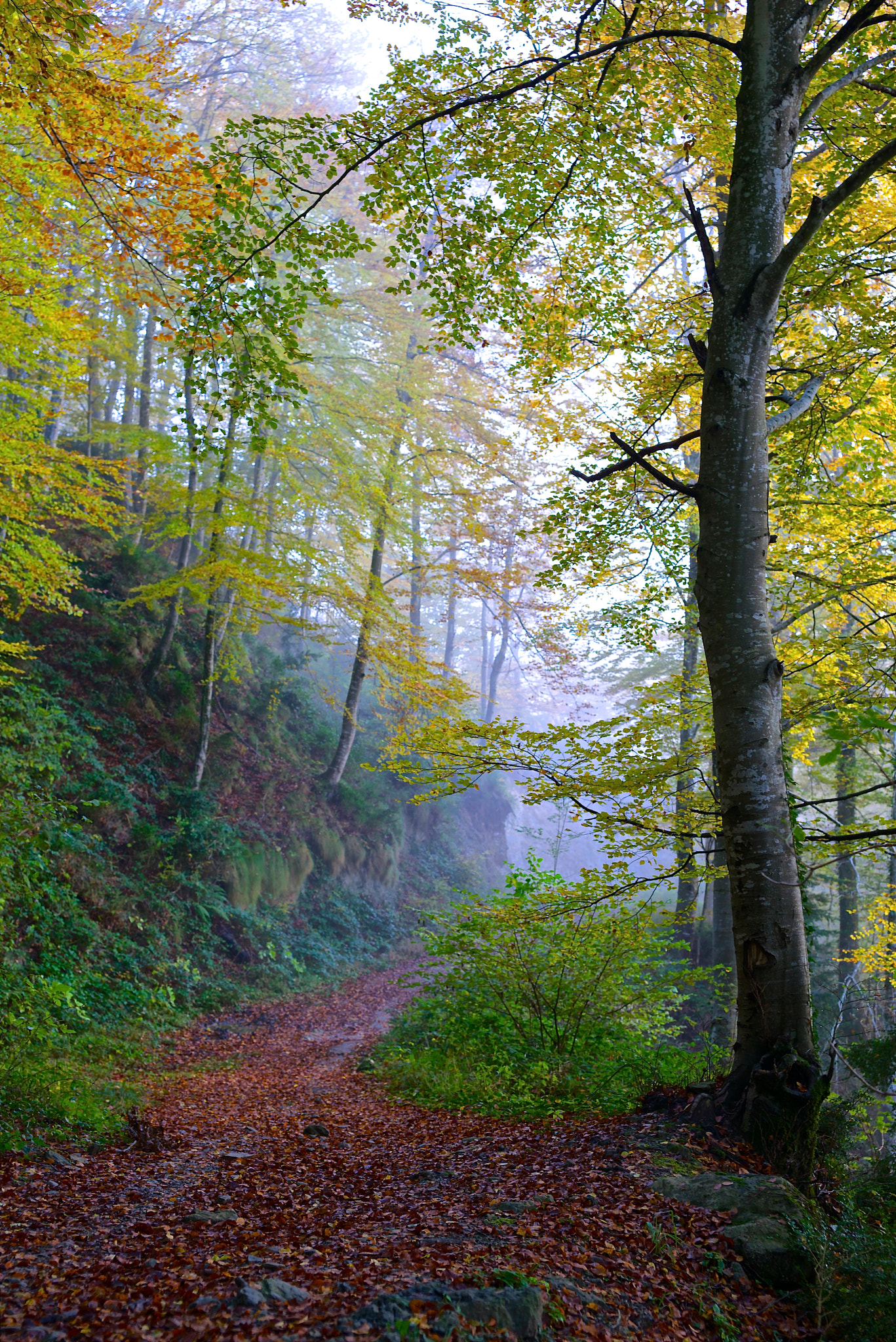 Sony a7R sample photo. Bosque de otoño photography