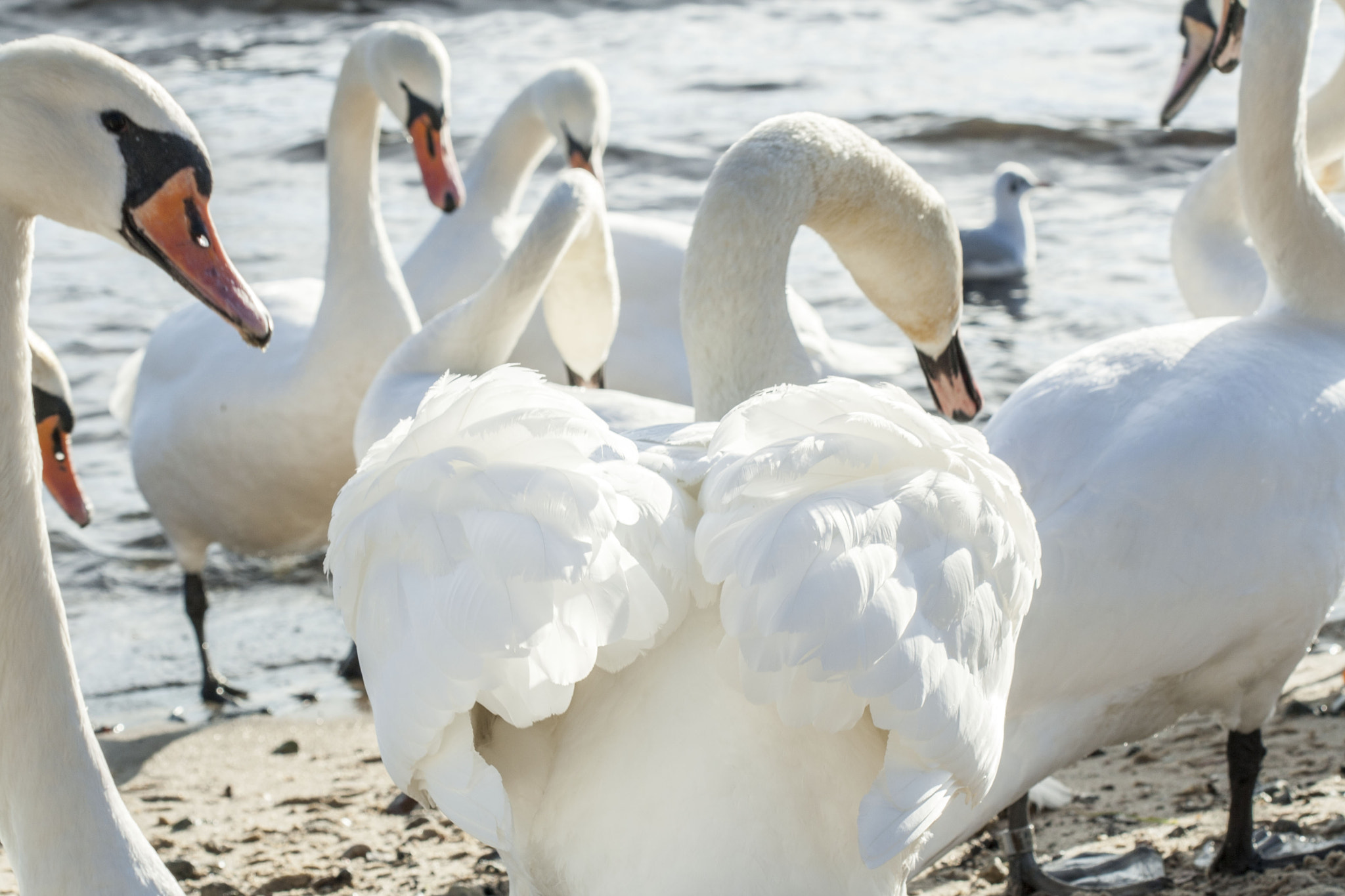 Canon EF 100mm F2.8 Macro USM sample photo. Swan photography