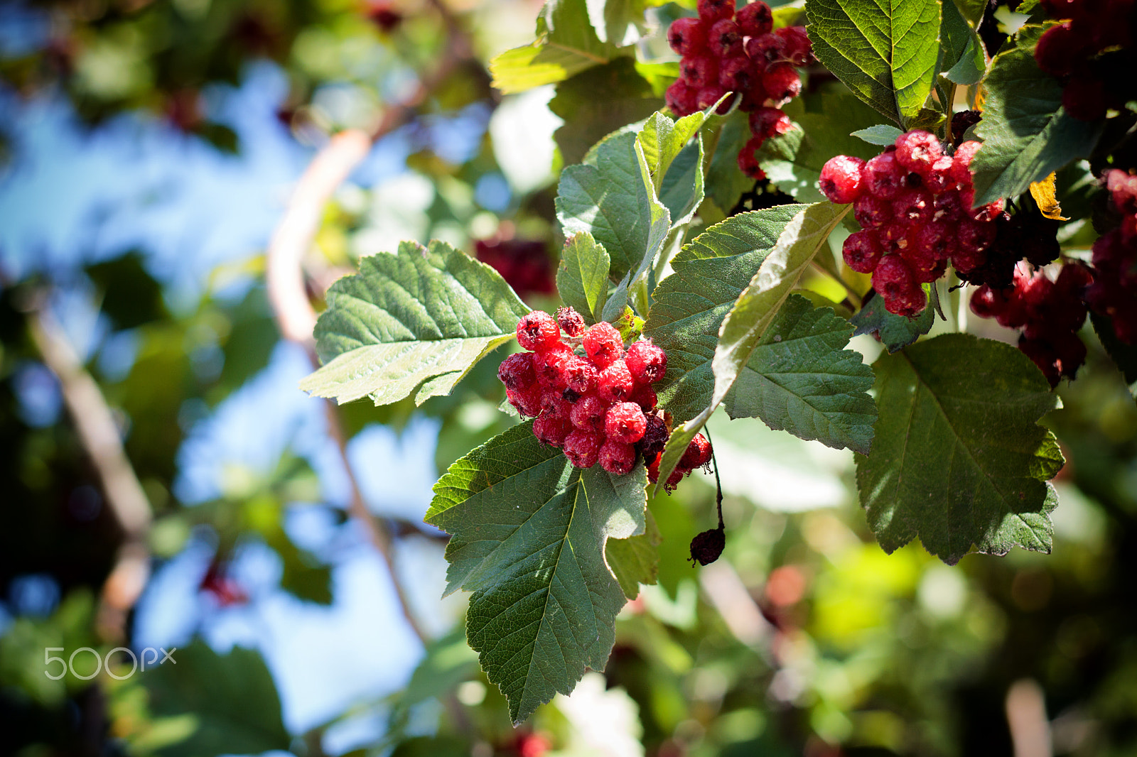 Canon EF 35-80mm f/4-5.6 sample photo. Ripe berries photography