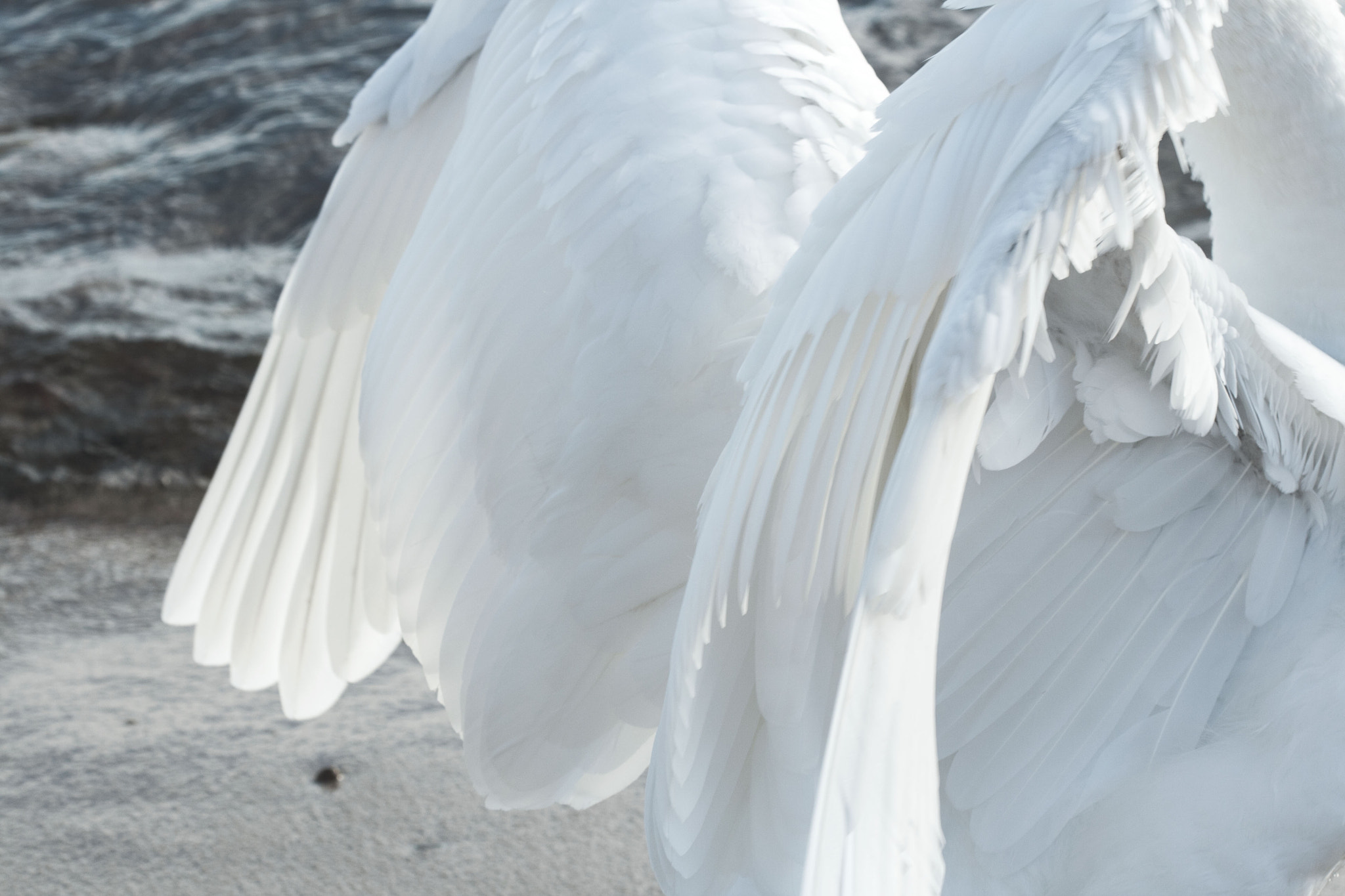 Canon EF 100mm F2.8 Macro USM sample photo. Swan ii photography