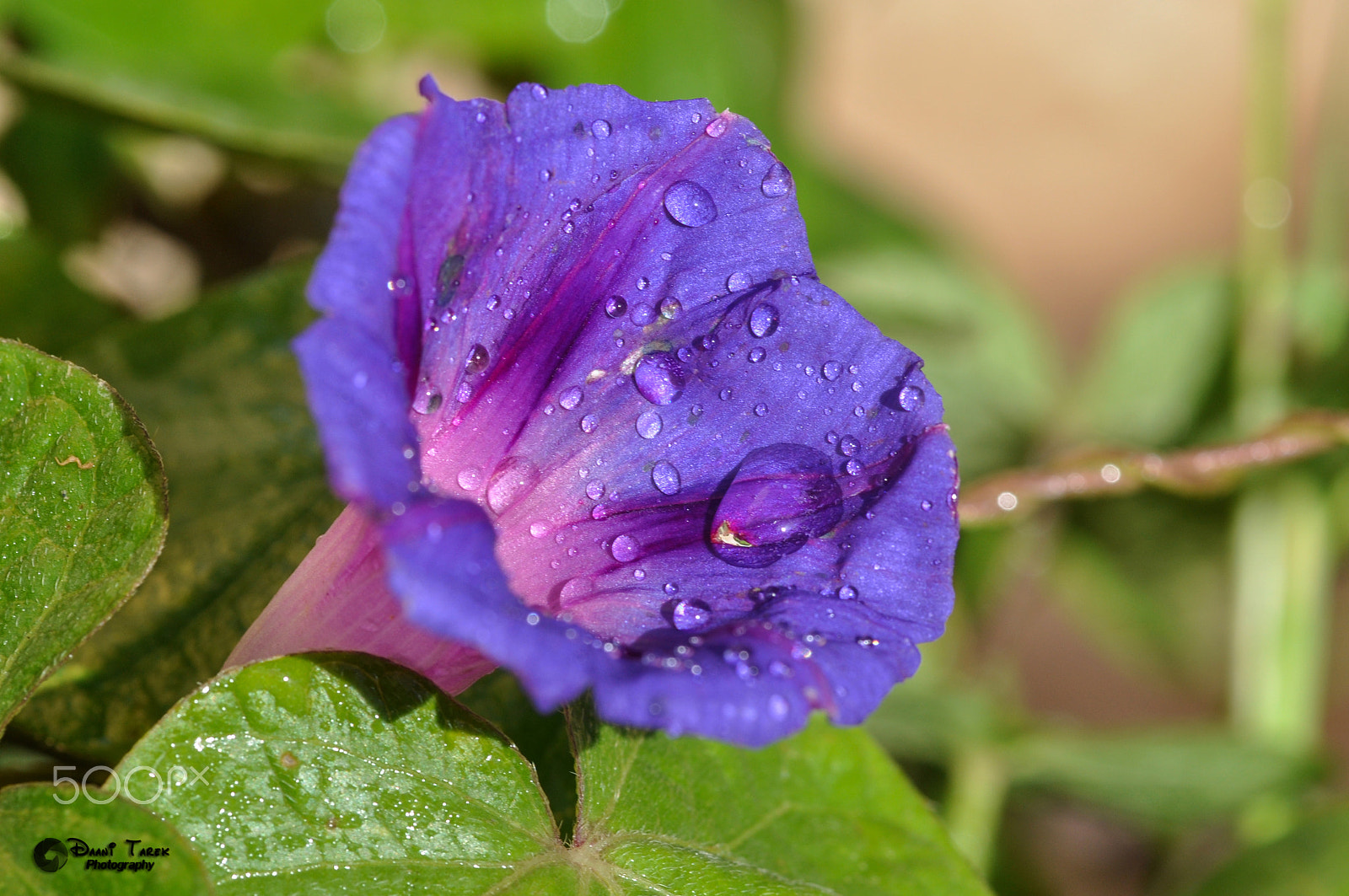 Tamron SP AF 90mm f/2.5 Macro (152E) sample photo. Flower photography