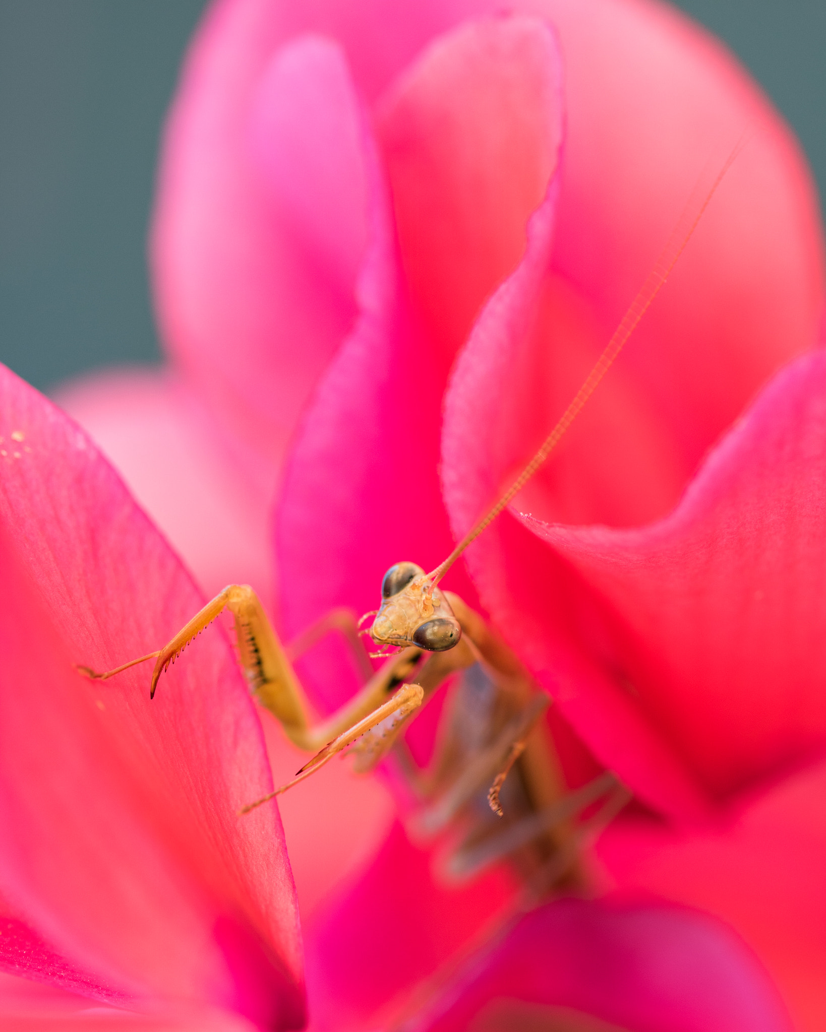 Sigma 105mm F2.8 EX DG OS HSM sample photo. Mantis photography