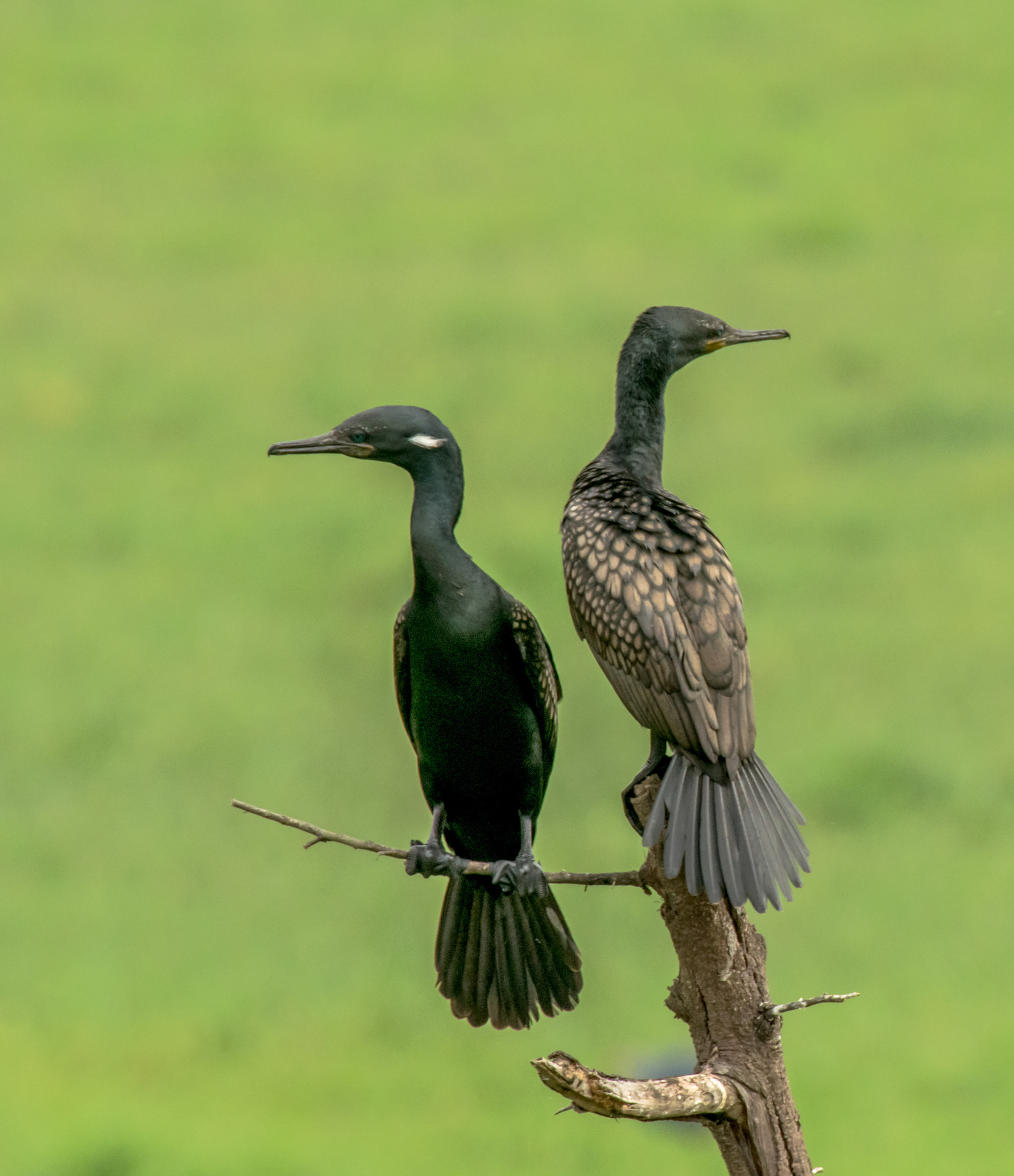 Nikon AF-S Nikkor 200-500mm F5.6E ED VR sample photo. Cormorants photography