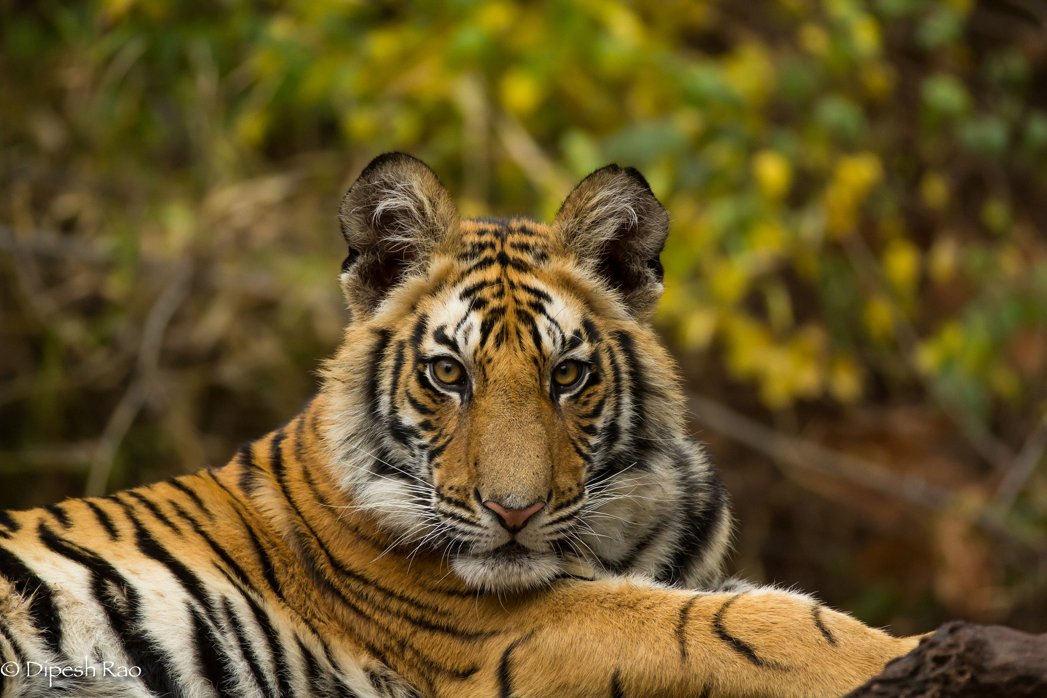 Canon EF 200-400mm F4L IS USM Extender 1.4x sample photo. Tiger cub photography