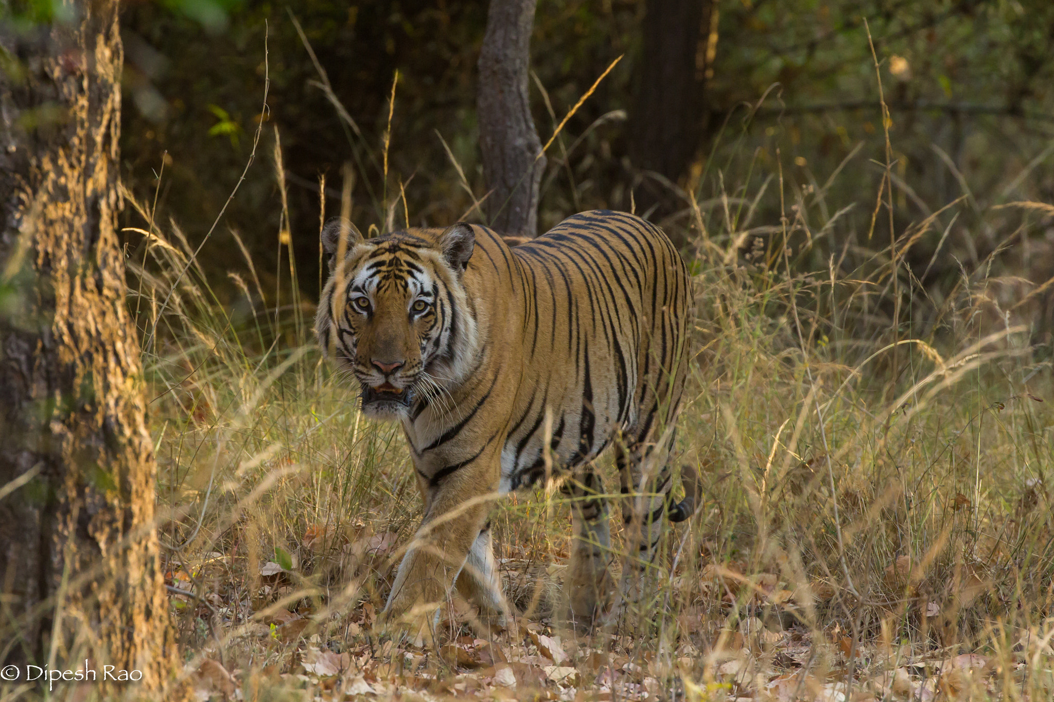 Canon EF 200-400mm F4L IS USM Extender 1.4x sample photo. Chotta mahaman tiger photography