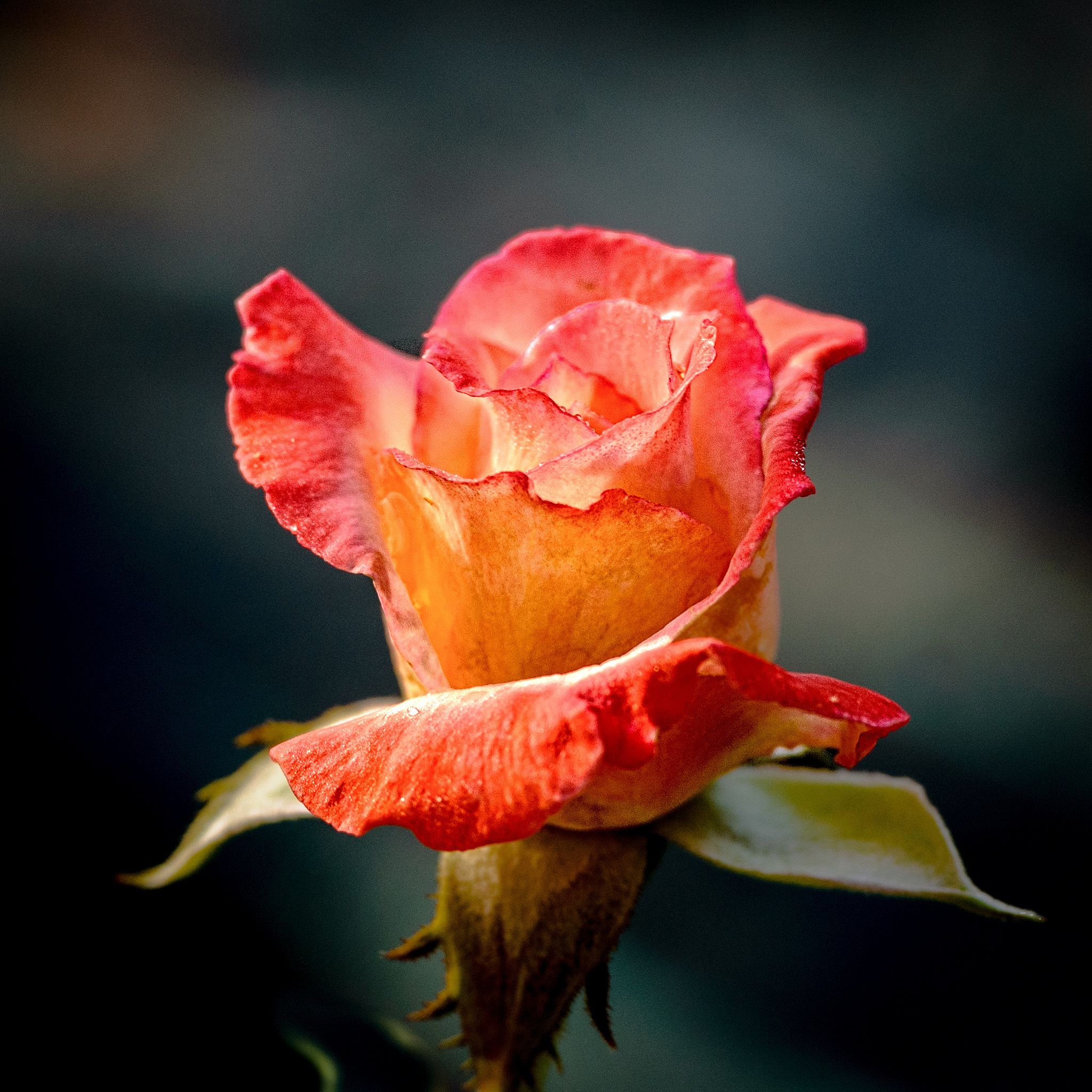 Nikon D40X sample photo. Rose photography