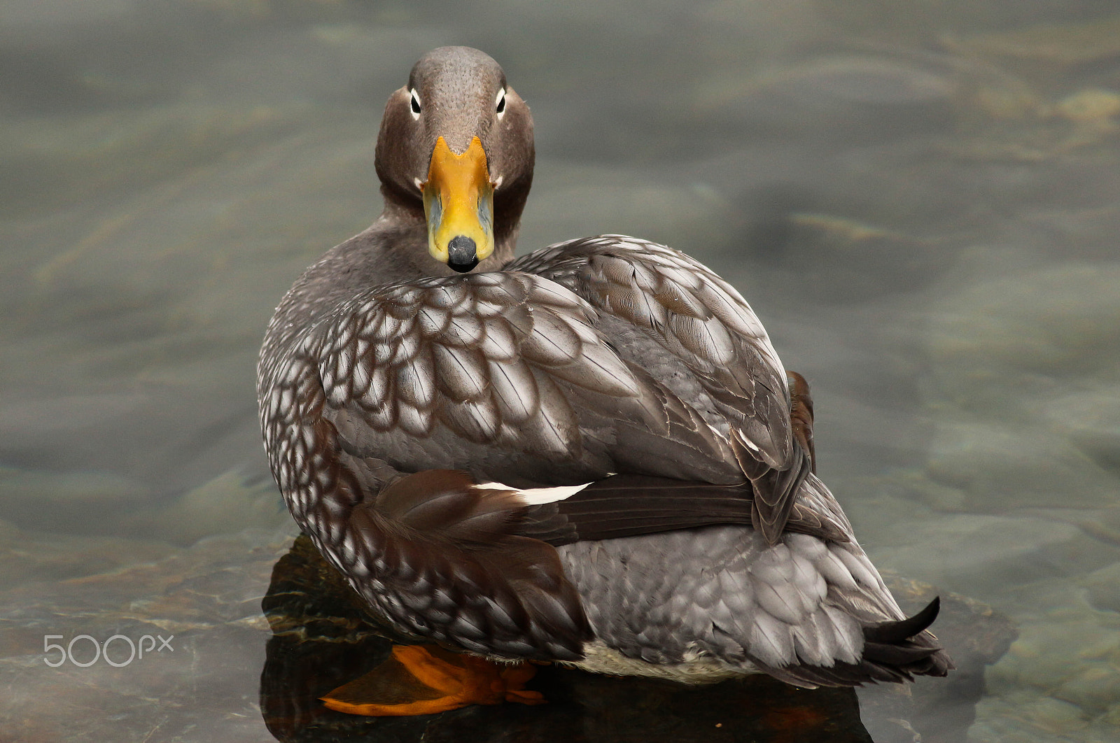 Canon EOS 700D (EOS Rebel T5i / EOS Kiss X7i) + Canon EF 400mm F5.6L USM sample photo. Quetro volador, flying steamer-duck (tachyeres patachonicus) photography