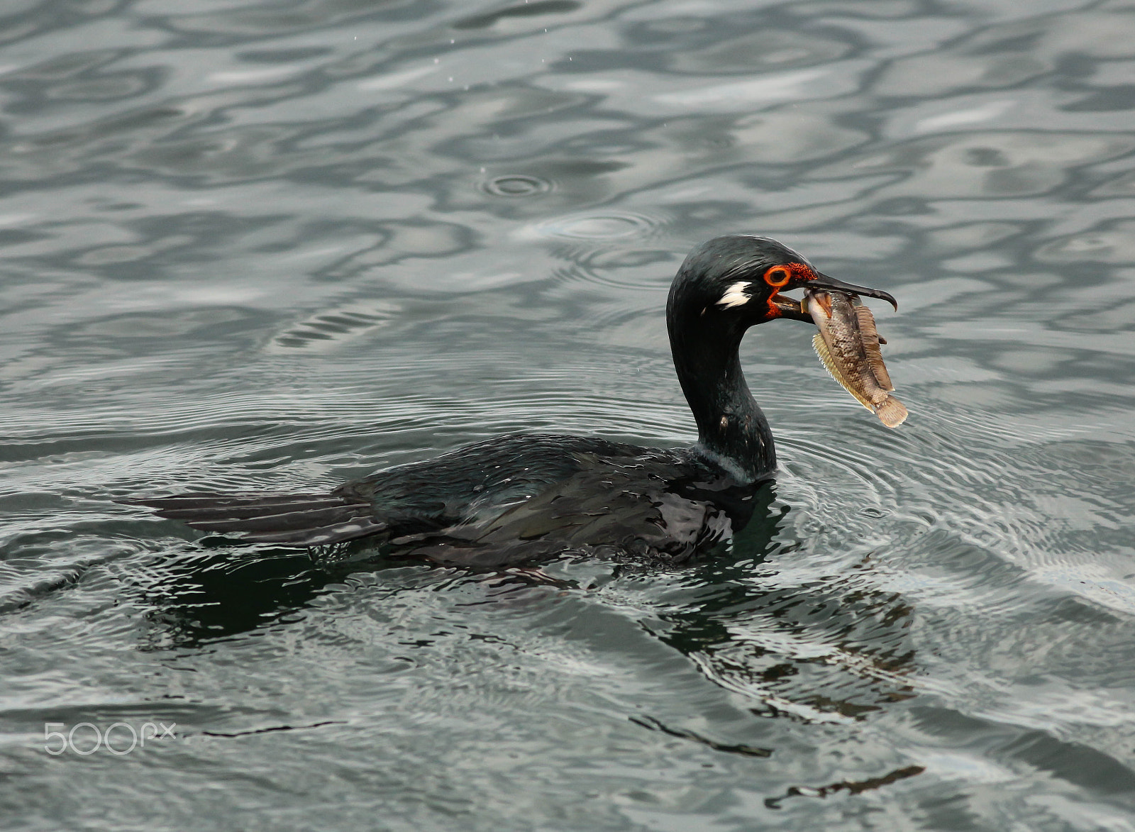 Canon EOS 700D (EOS Rebel T5i / EOS Kiss X7i) + Canon EF 400mm F5.6L USM sample photo. Cormorán-cuello-negro, rock cormorant (phalacrocorax magellanicus) photography