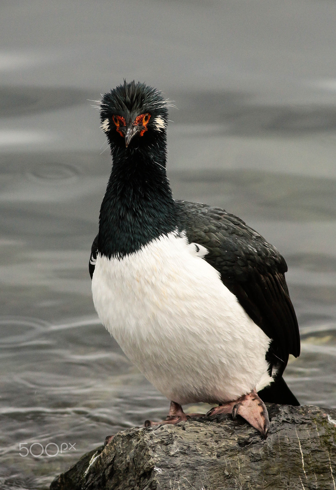 Canon EOS 700D (EOS Rebel T5i / EOS Kiss X7i) + Canon EF 400mm F5.6L USM sample photo. Cormorán-cuello-negro, rock cormorant (phalacrocorax magellanicus) photography