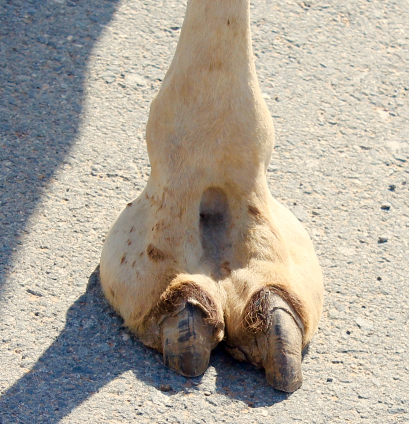Canon EF-S 18-55mm F3.5-5.6 III sample photo. Now that's what i call a hoof !!! photography