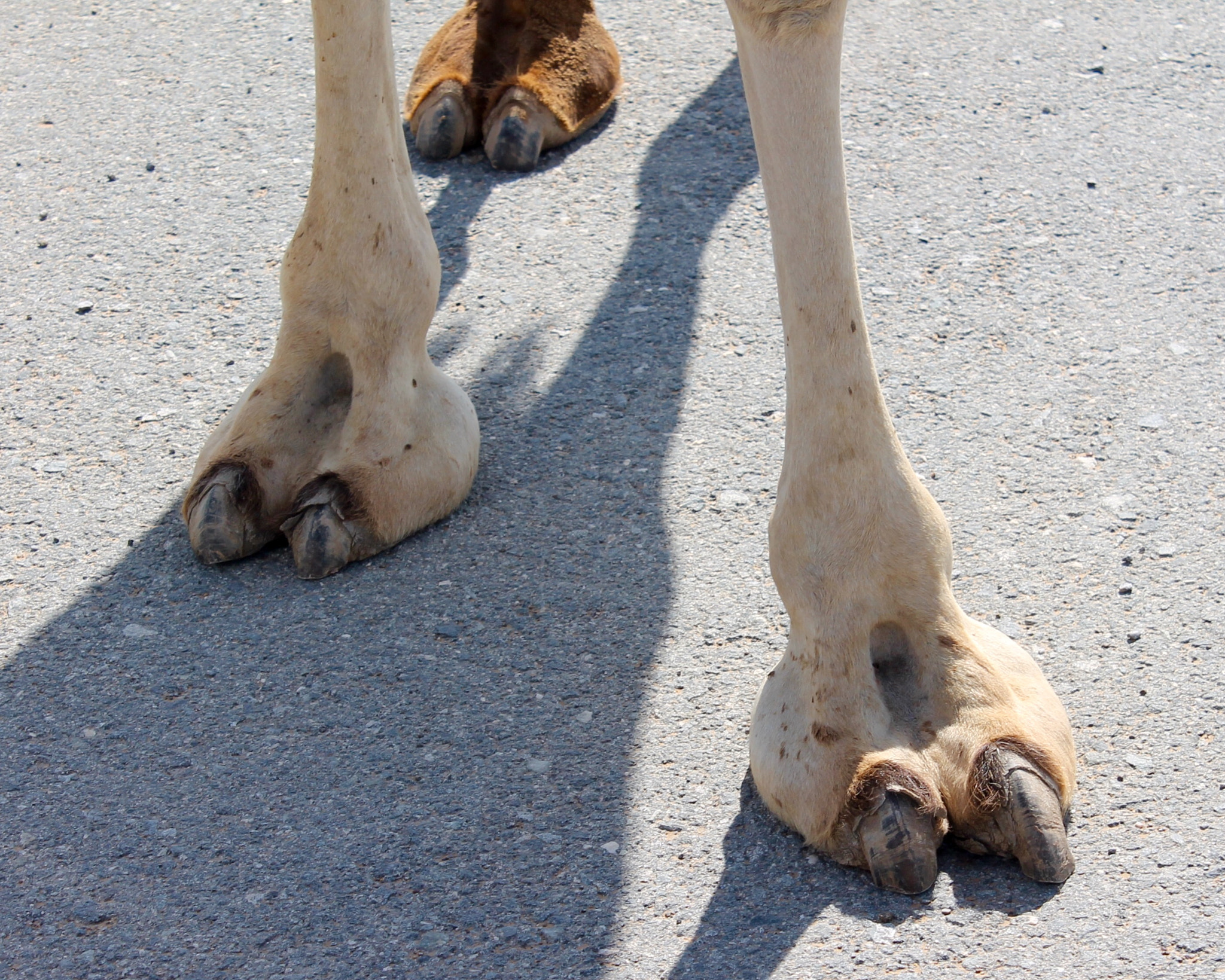 Canon EF-S 18-55mm F3.5-5.6 III sample photo. Put your best foot forward !!! photography