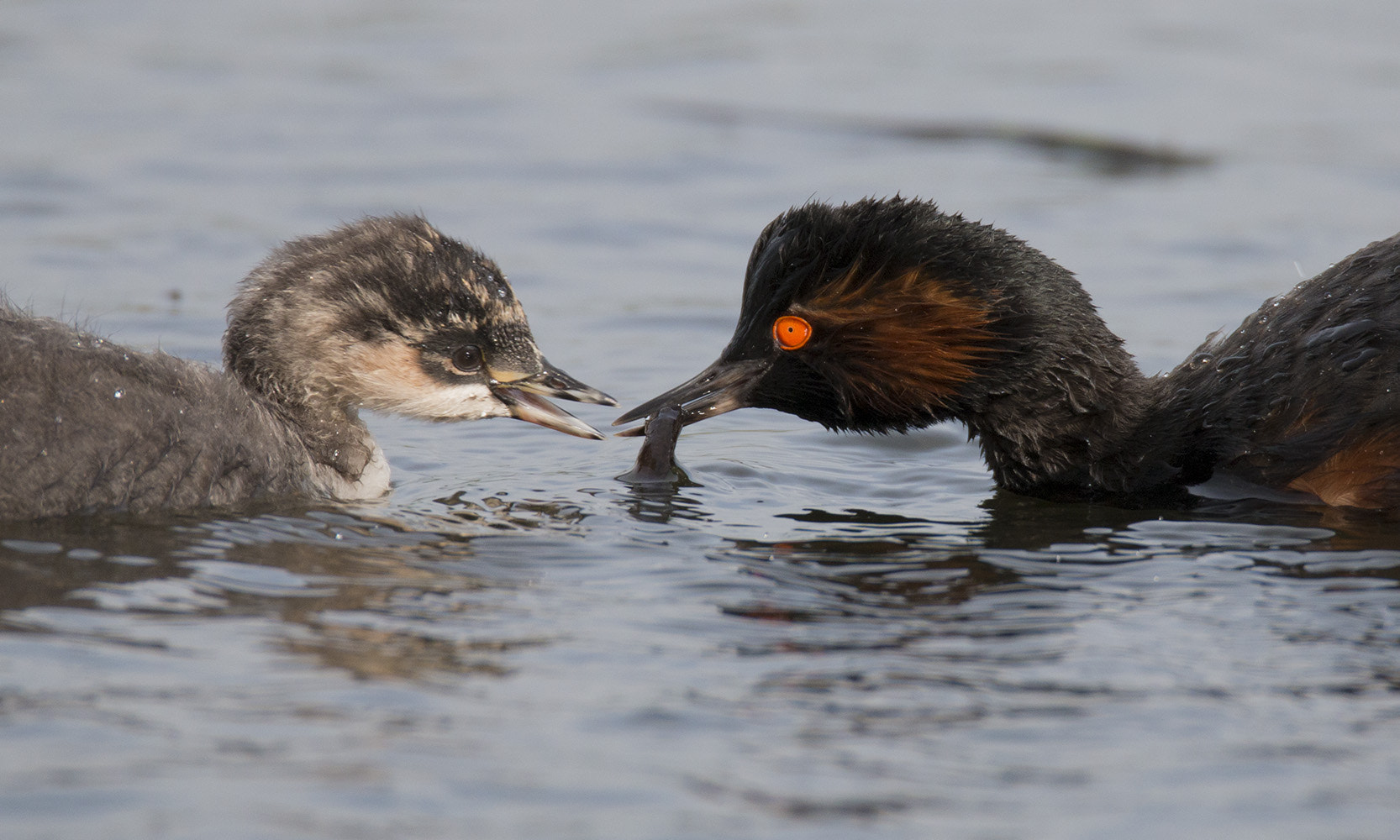 150-600mm F5-6.3 DG OS HSM | Sports 014 sample photo. Geoorde fuut / 	black-necked grebe photography