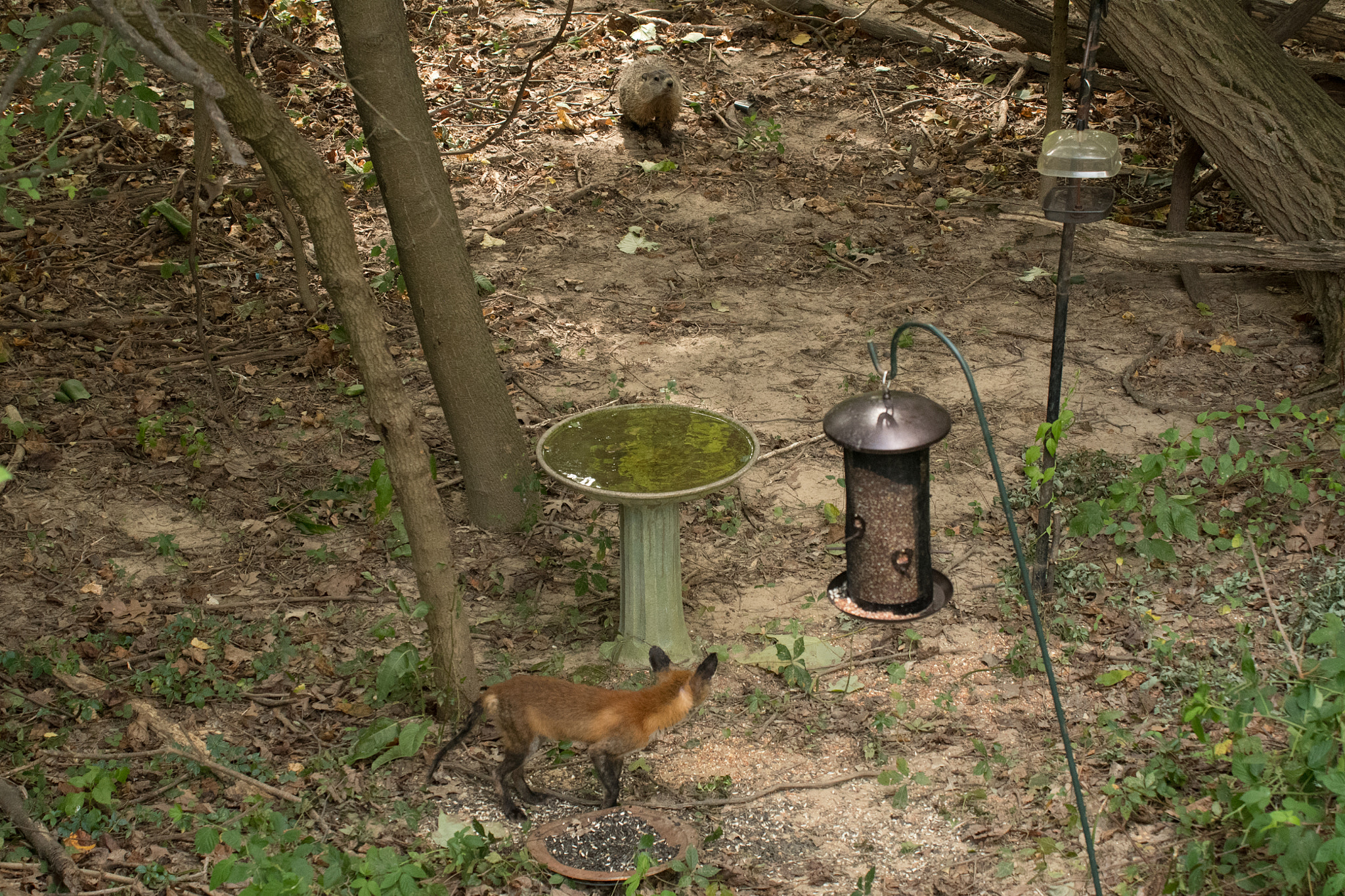 Sigma 50-500mm F4.5-6.3 DG OS HSM sample photo. Red fox & ground hog 01 photography