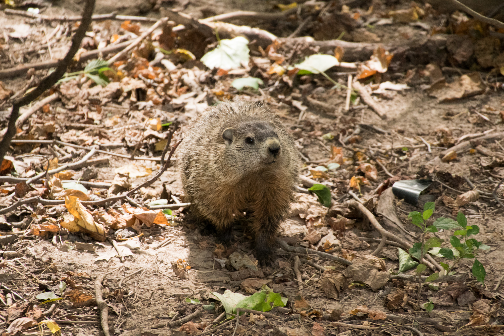 Nikon D500 + Sigma 50-500mm F4.5-6.3 DG OS HSM sample photo. Ground hog 01 photography