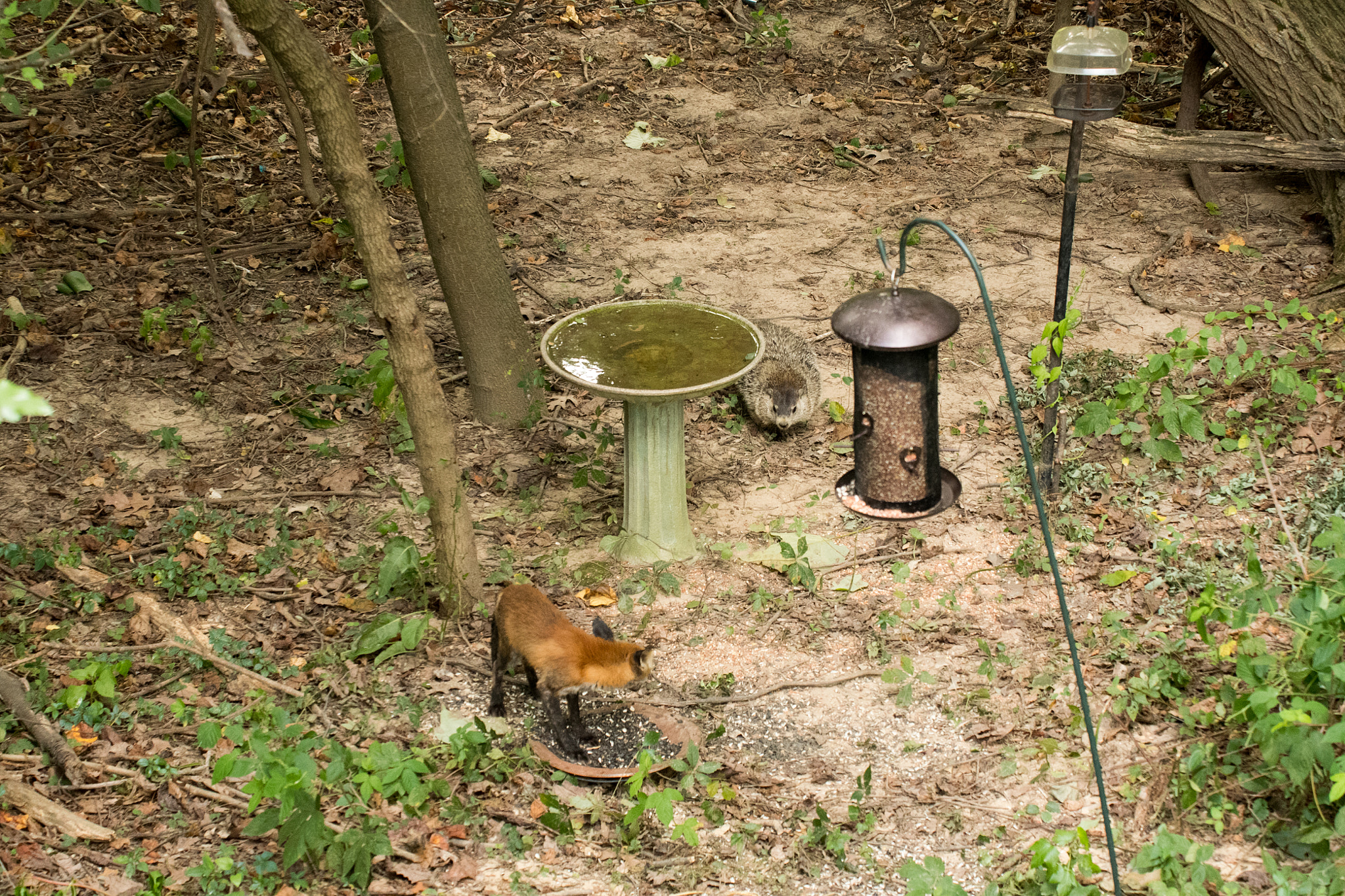 Sigma 50-500mm F4.5-6.3 DG OS HSM sample photo. Red fox & ground hog 02 photography