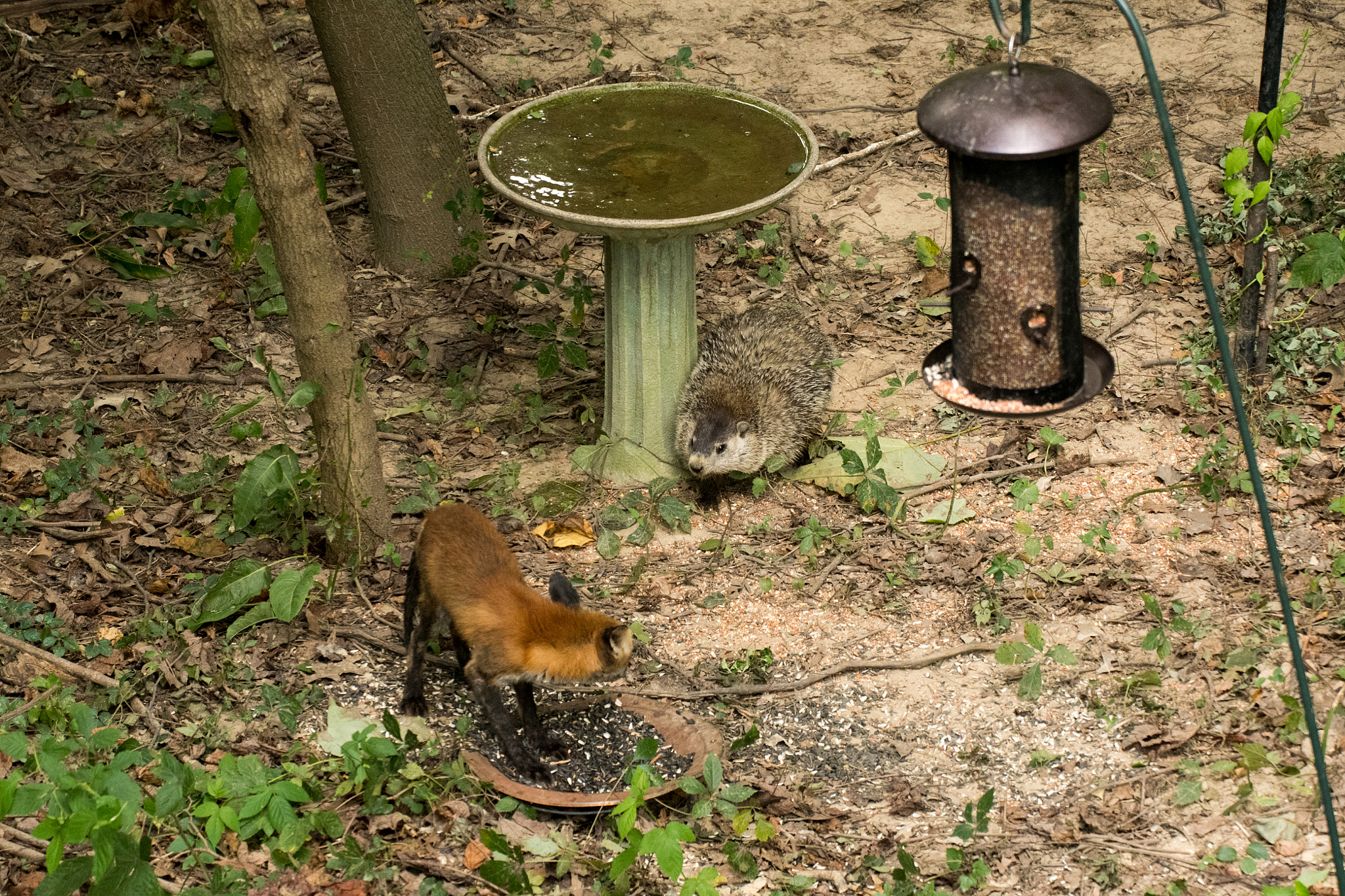Sigma 50-500mm F4.5-6.3 DG OS HSM sample photo. Red fox & ground hog 03 photography