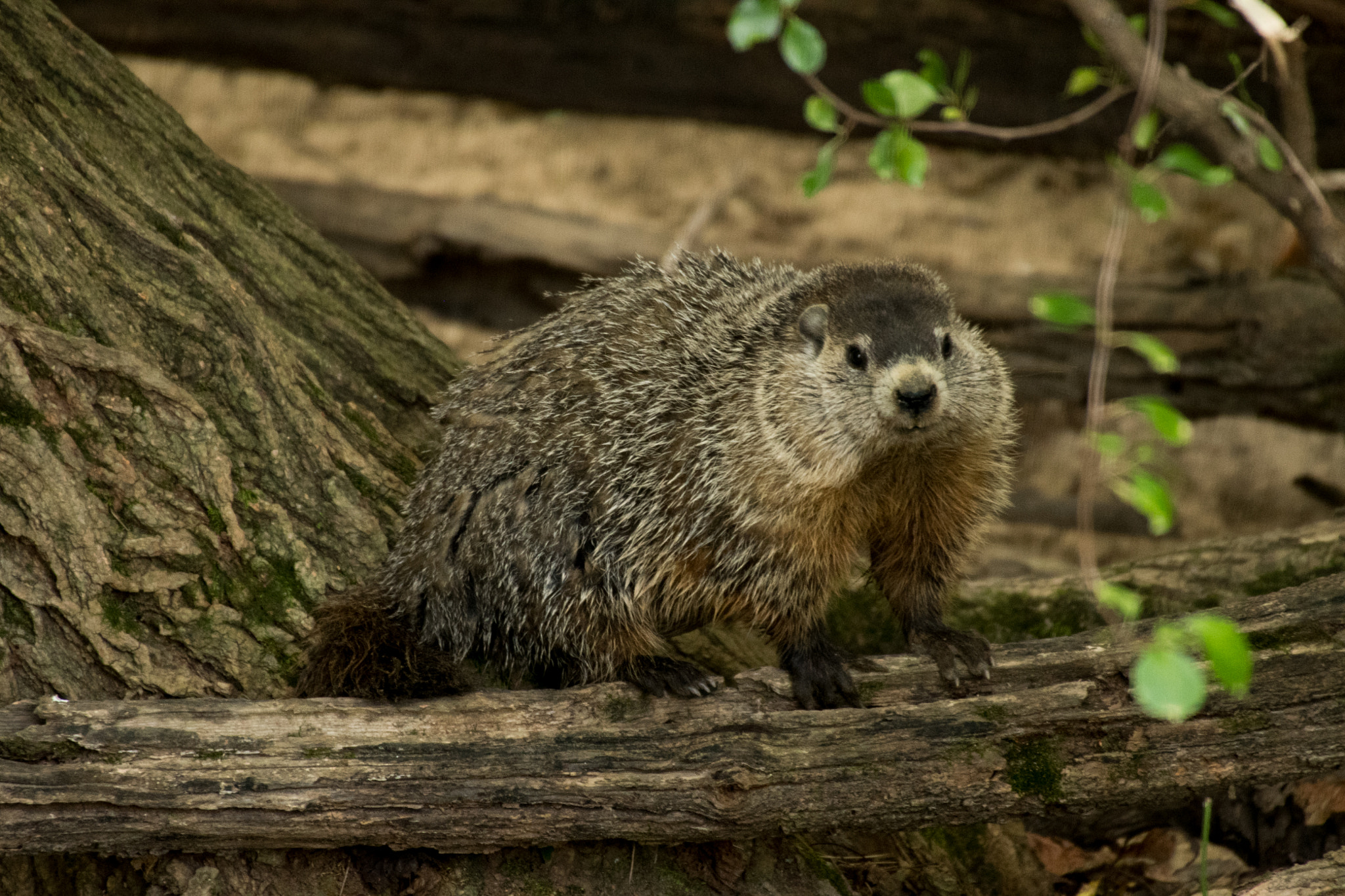 Nikon D500 + Sigma 50-500mm F4.5-6.3 DG OS HSM sample photo. Ground hog 02 photography