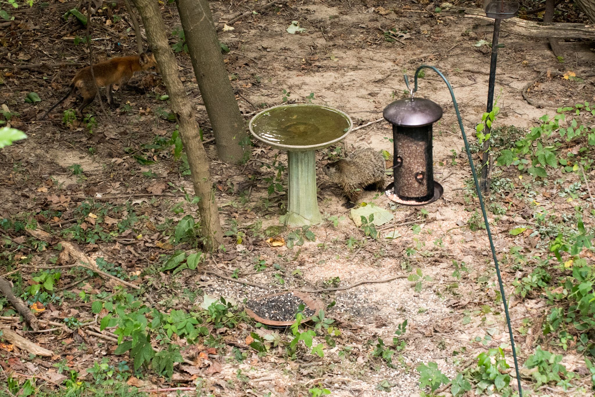 Nikon D500 + Sigma 50-500mm F4.5-6.3 DG OS HSM sample photo. Red fox & ground hog 04 photography