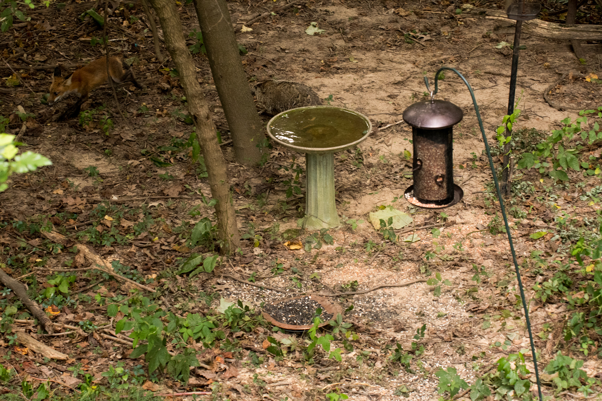 Nikon D500 + Sigma 50-500mm F4.5-6.3 DG OS HSM sample photo. Red fox & ground hog 05 photography