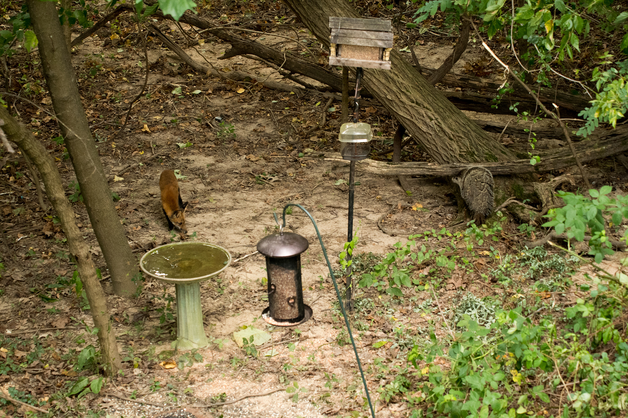 Sigma 50-500mm F4.5-6.3 DG OS HSM sample photo. Red fox & ground hog 06 photography