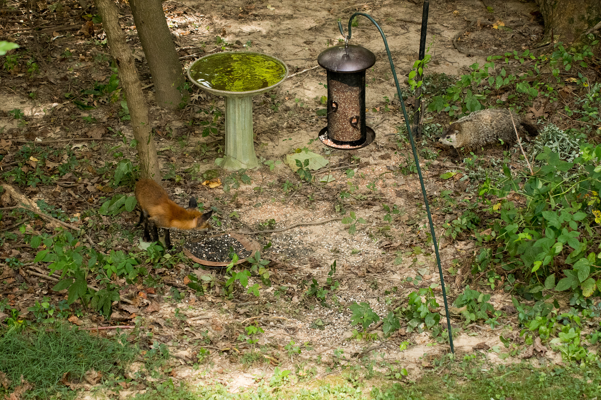 Nikon D500 + Sigma 50-500mm F4.5-6.3 DG OS HSM sample photo. Red fox & ground hog 07 photography