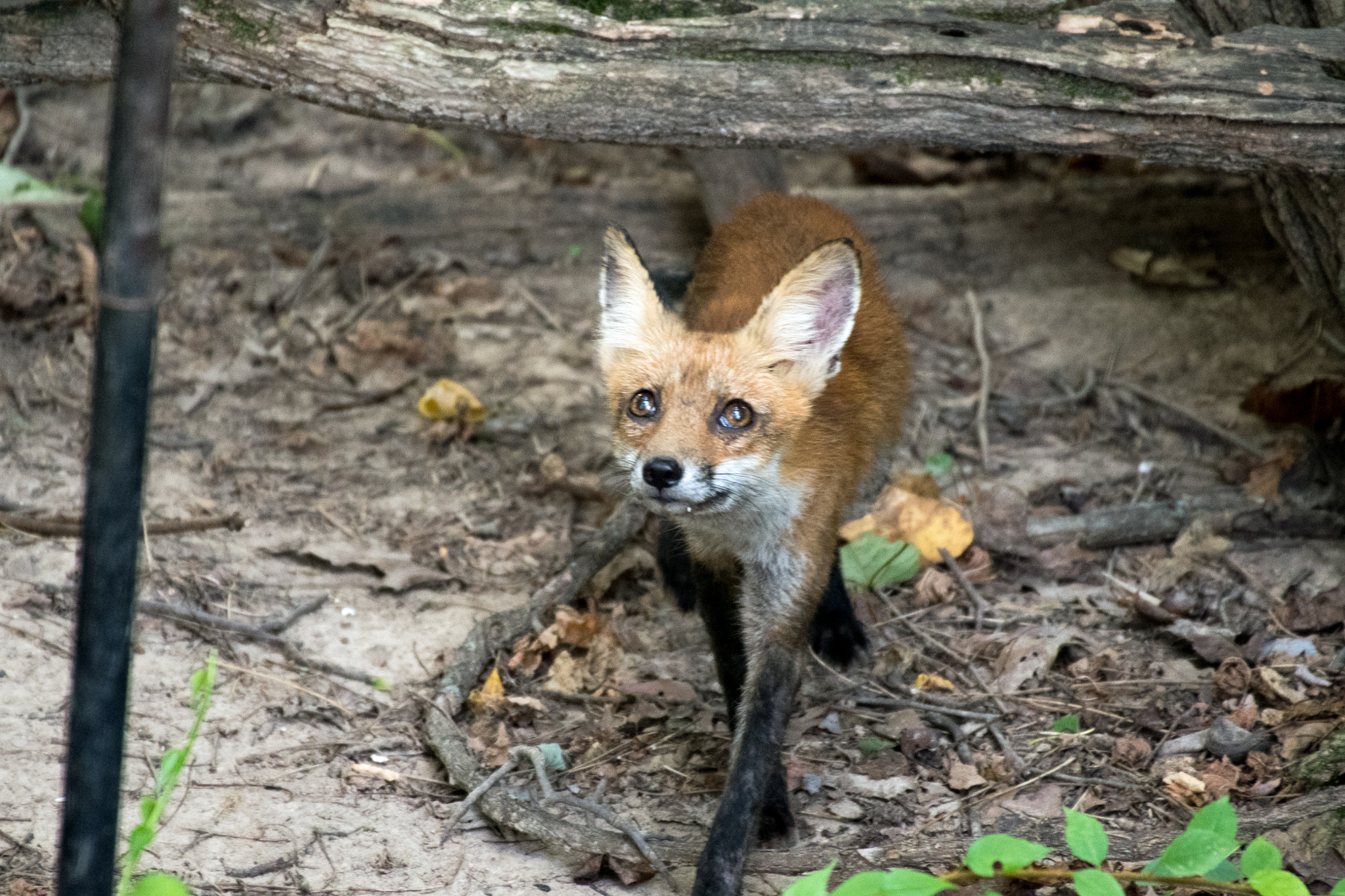 Sigma 50-500mm F4.5-6.3 DG OS HSM sample photo. Red fox 01 photography