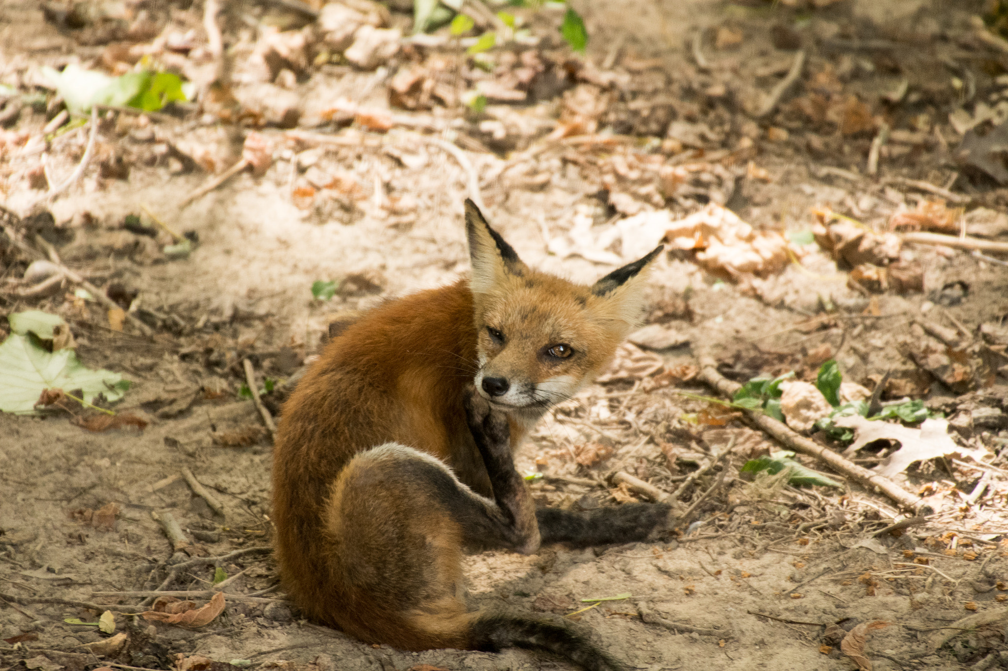 Sigma 50-500mm F4.5-6.3 DG OS HSM sample photo. Red fox 02 photography