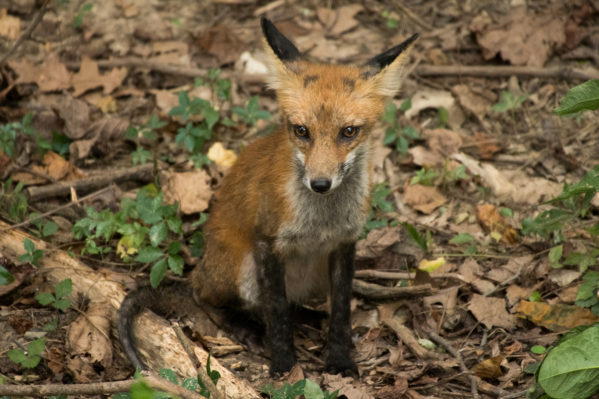 Sigma 50-500mm F4.5-6.3 DG OS HSM sample photo. Red fox 03 photography