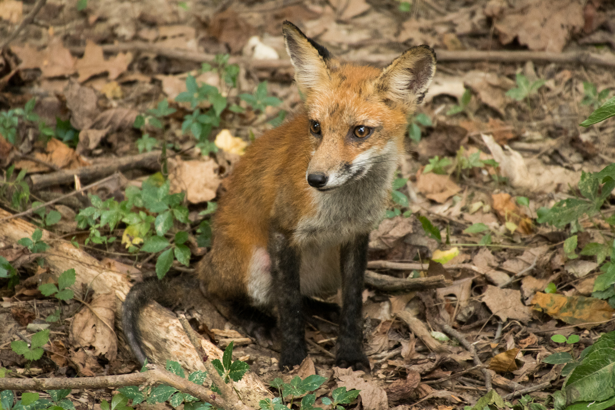 Sigma 50-500mm F4.5-6.3 DG OS HSM sample photo. Red fox 04 photography