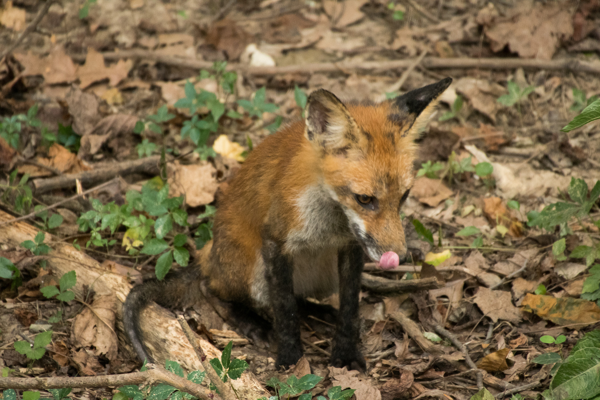 Sigma 50-500mm F4.5-6.3 DG OS HSM sample photo. Red fox 05 photography