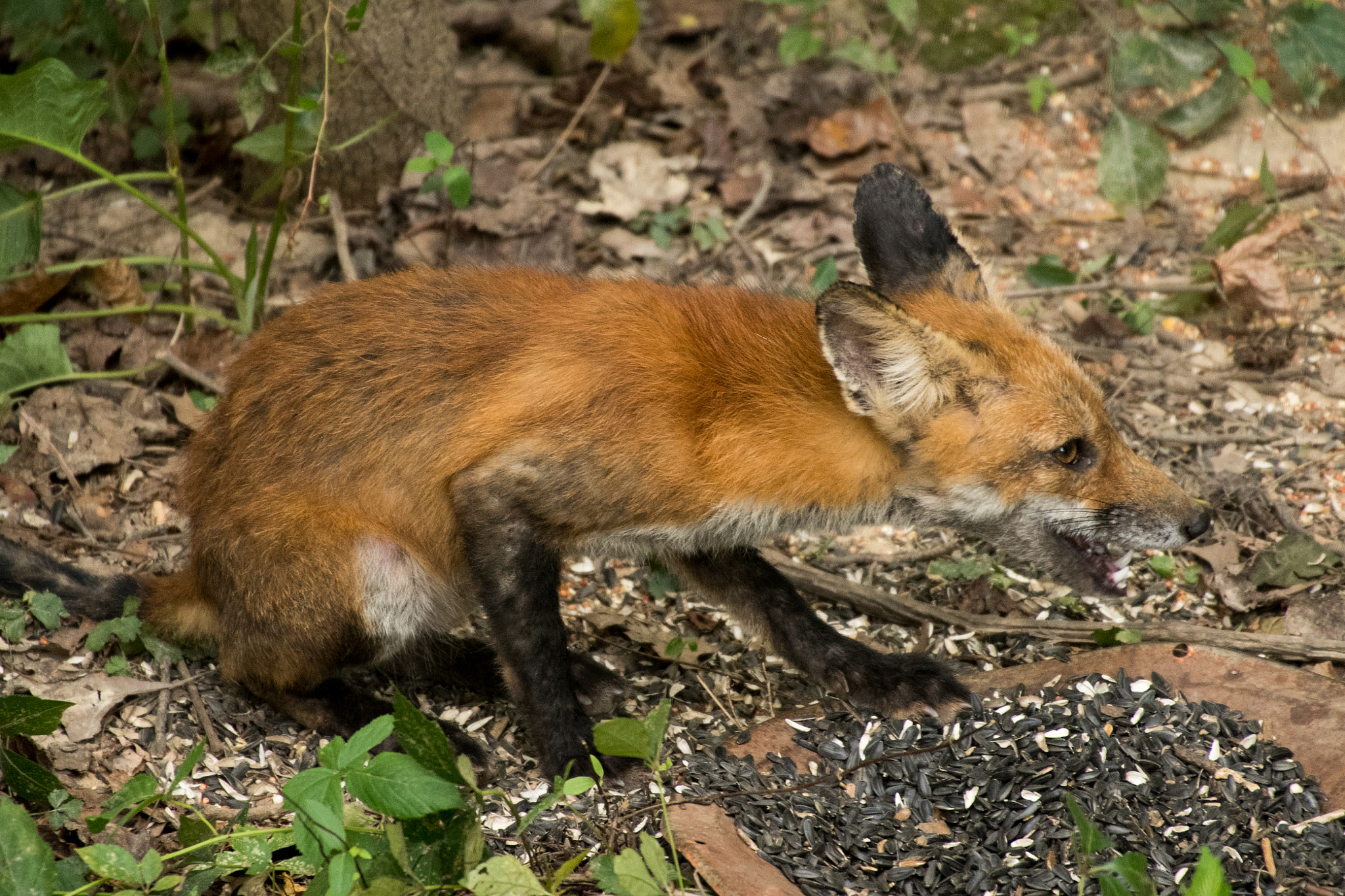 Sigma 50-500mm F4.5-6.3 DG OS HSM sample photo. Red fox 06 photography