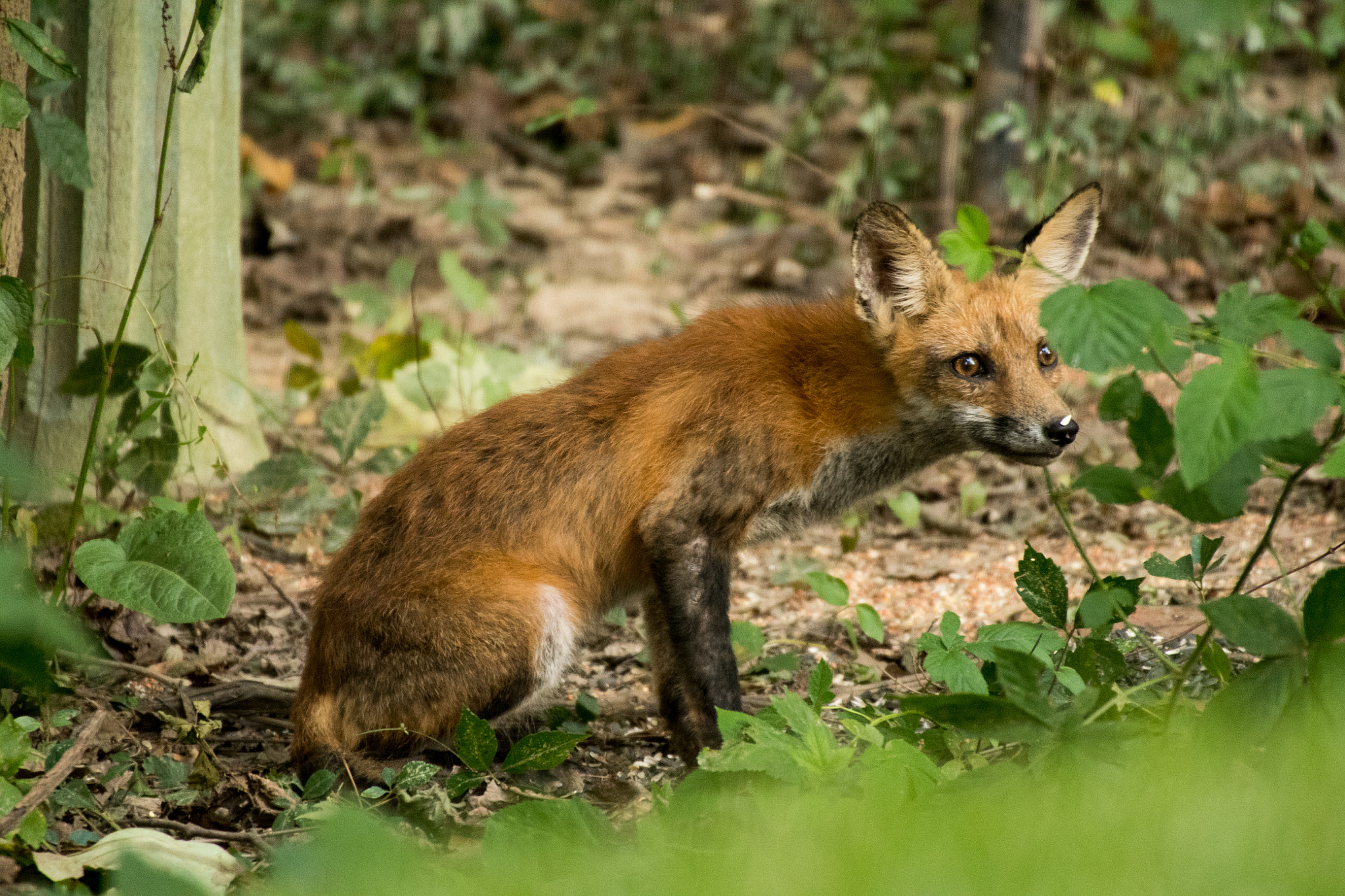 Sigma 50-500mm F4.5-6.3 DG OS HSM sample photo. Red fox 07 photography