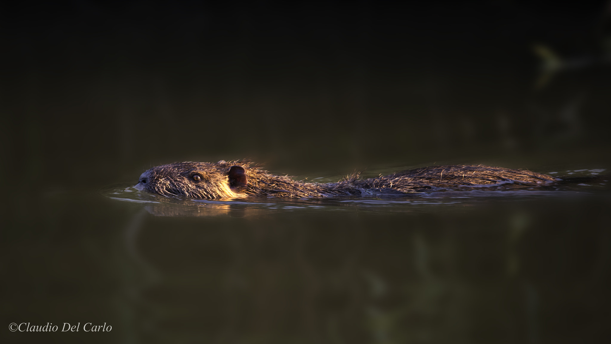 Sigma 150-600mm F5-6.3 DG OS HSM | S sample photo. Dsc photography