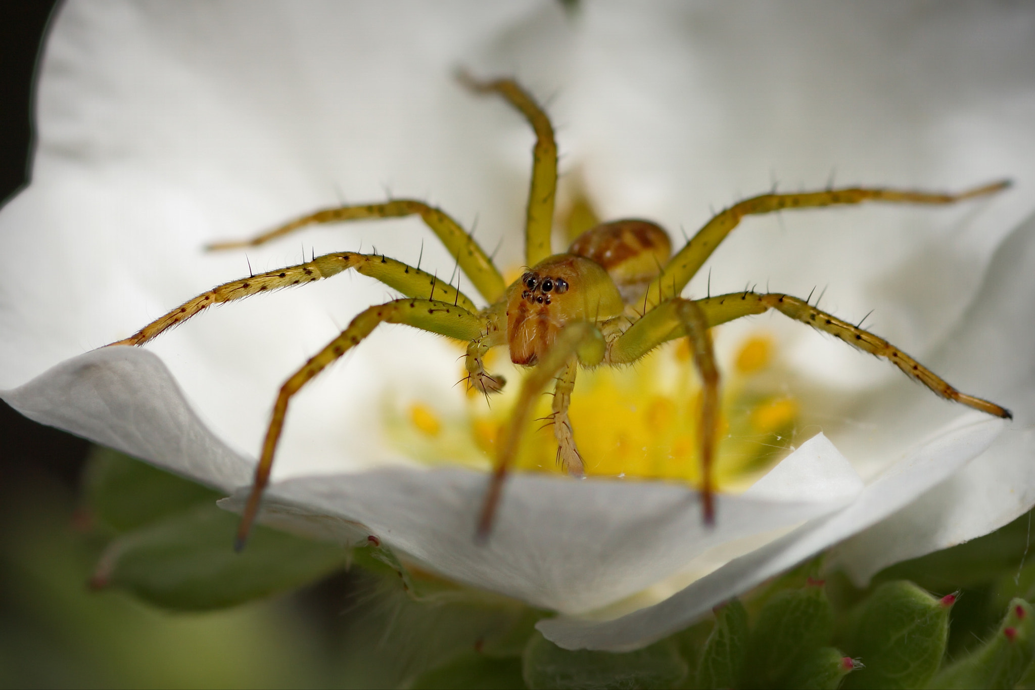 Canon EOS 600D (Rebel EOS T3i / EOS Kiss X5) + Tamron SP AF 90mm F2.8 Di Macro sample photo. Ловец photography