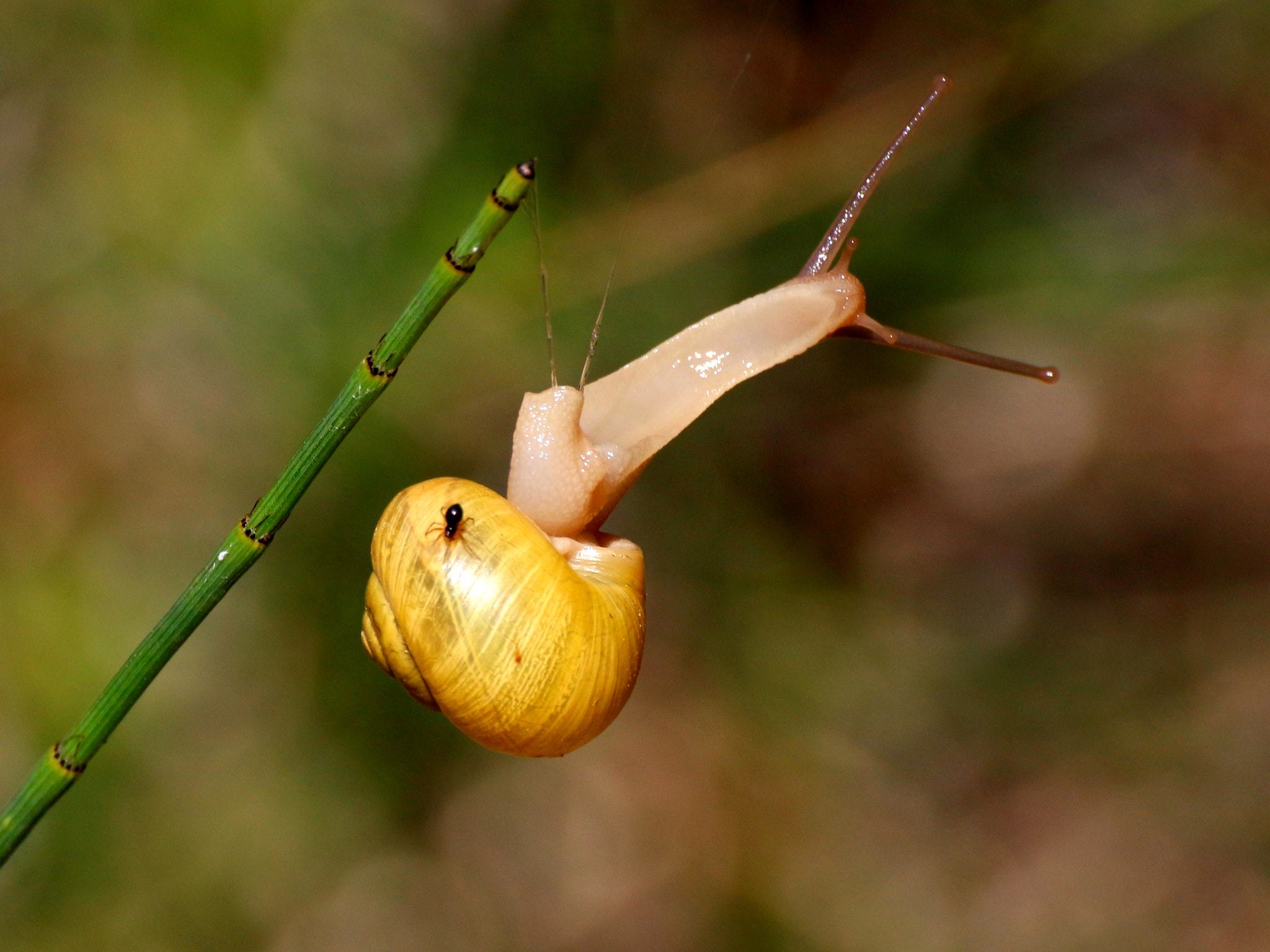 Tamron SP 35mm F1.8 Di VC USD sample photo. Spider vs snail photography
