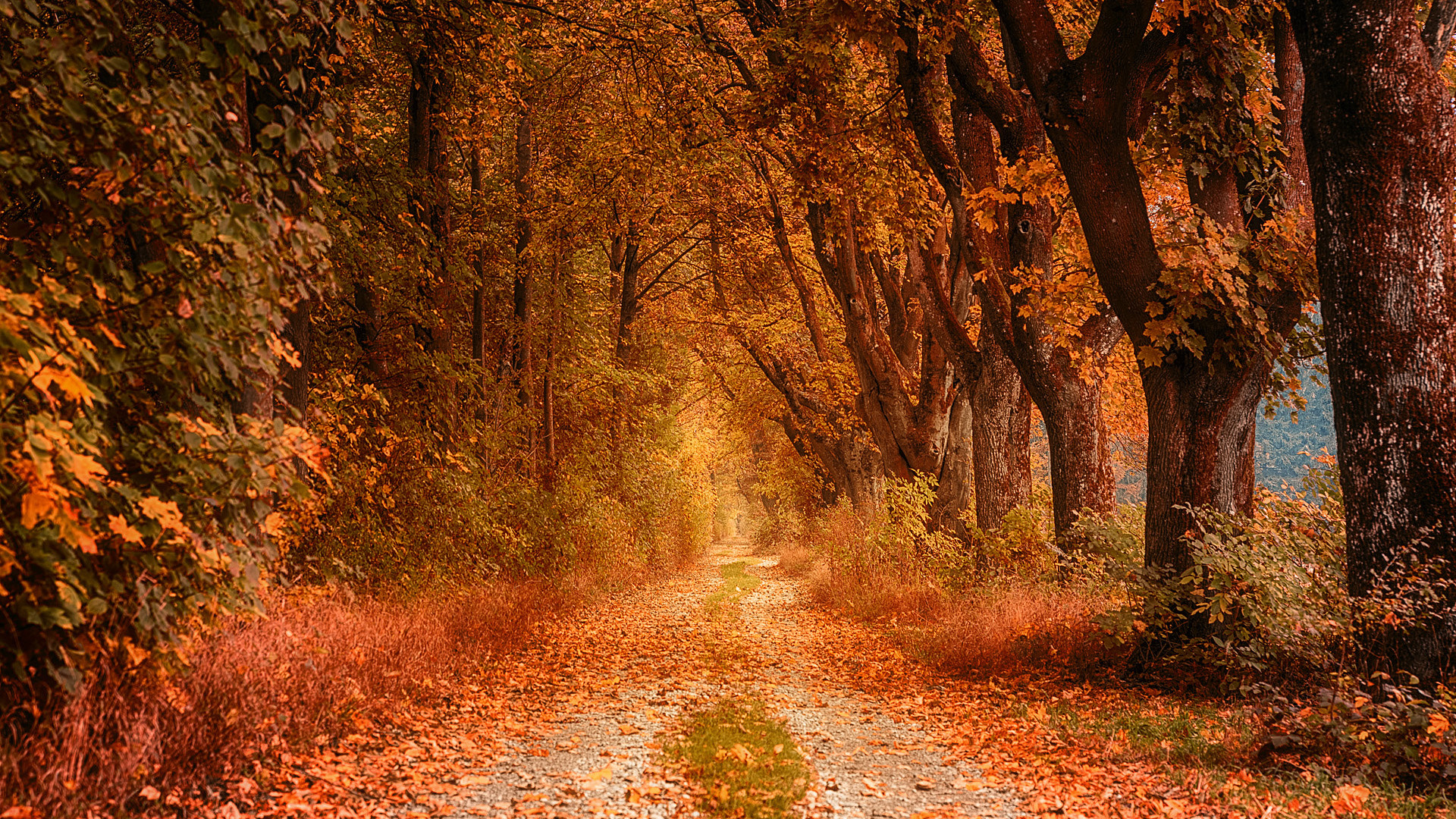 Tamron 18-270mm F3.5-6.3 Di II PZD sample photo. Autumn road photography