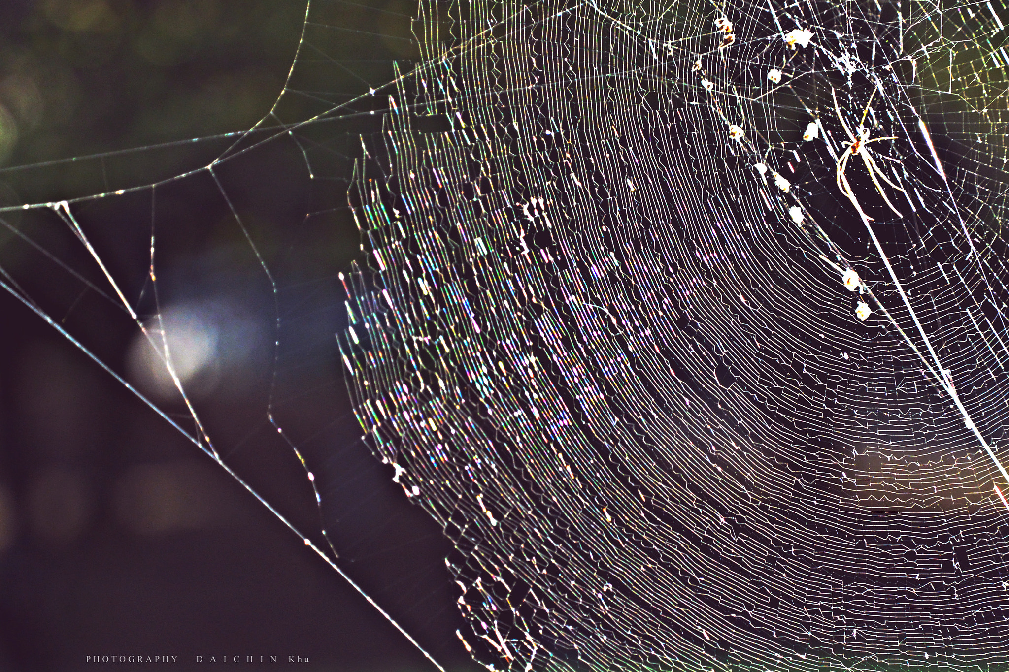 Nikon 1 V2 sample photo. Thread of spider　 photography
