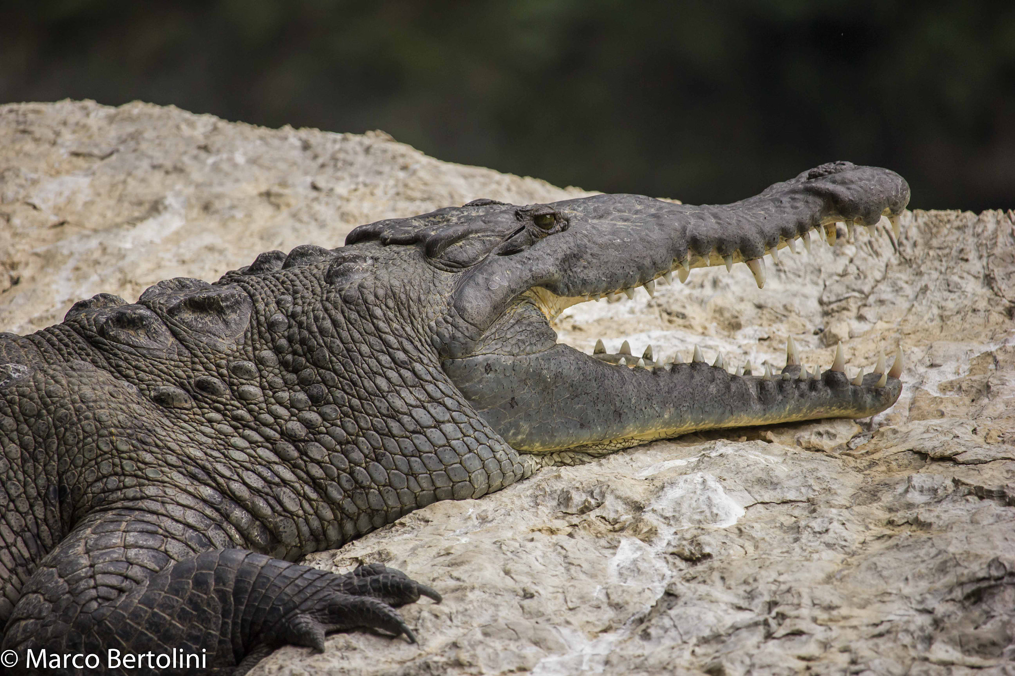 Canon EF-S 55-250mm F4-5.6 IS STM sample photo. Mr. crocodile photography