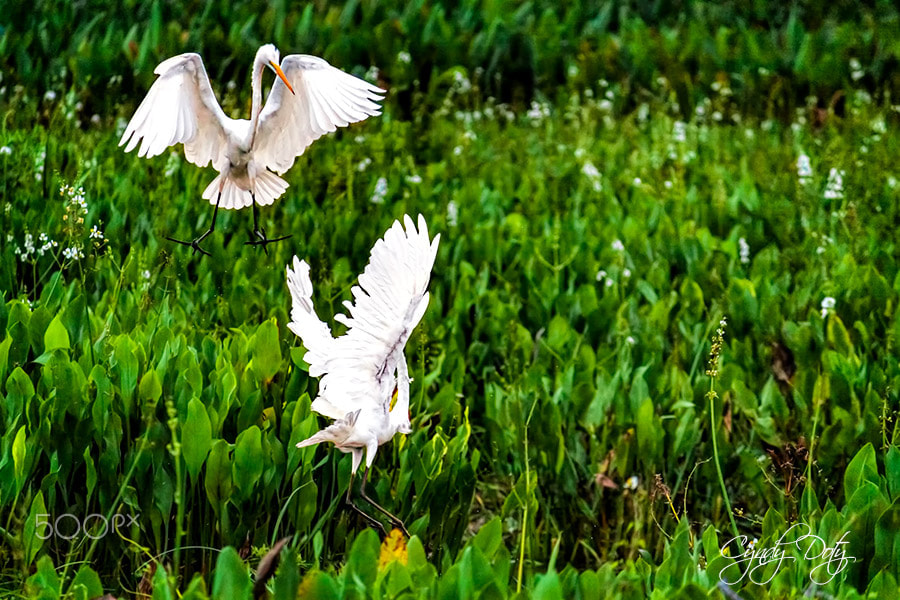 Canon EF-S 55-250mm F4-5.6 IS sample photo. Fight! photography